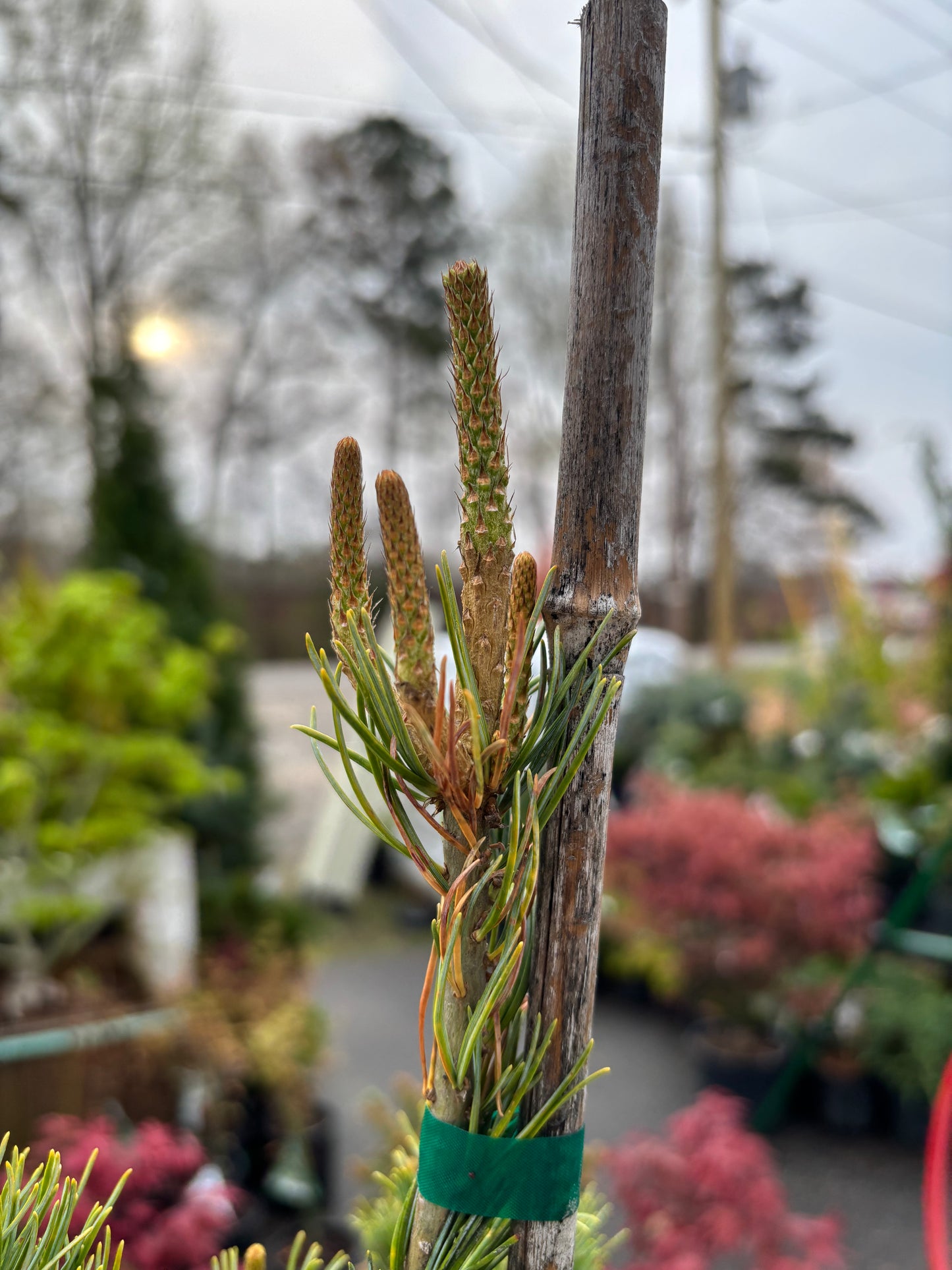 Pinus parviflora 'Kobe'