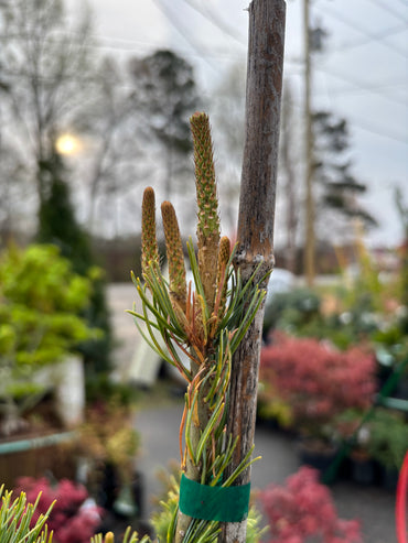 Pinus parviflora 'Kobe'