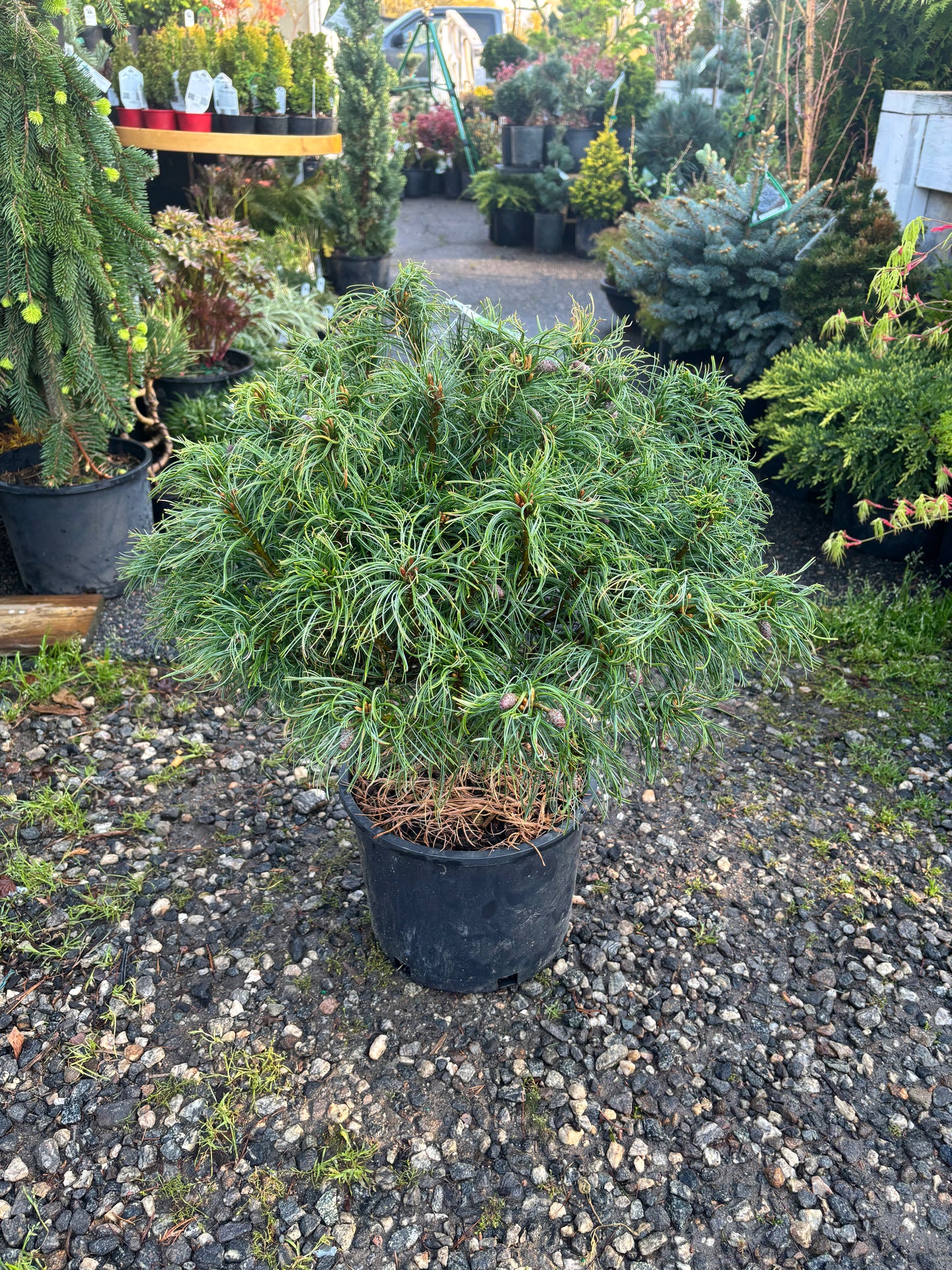 Pinus strobus ‘Mini Twists’