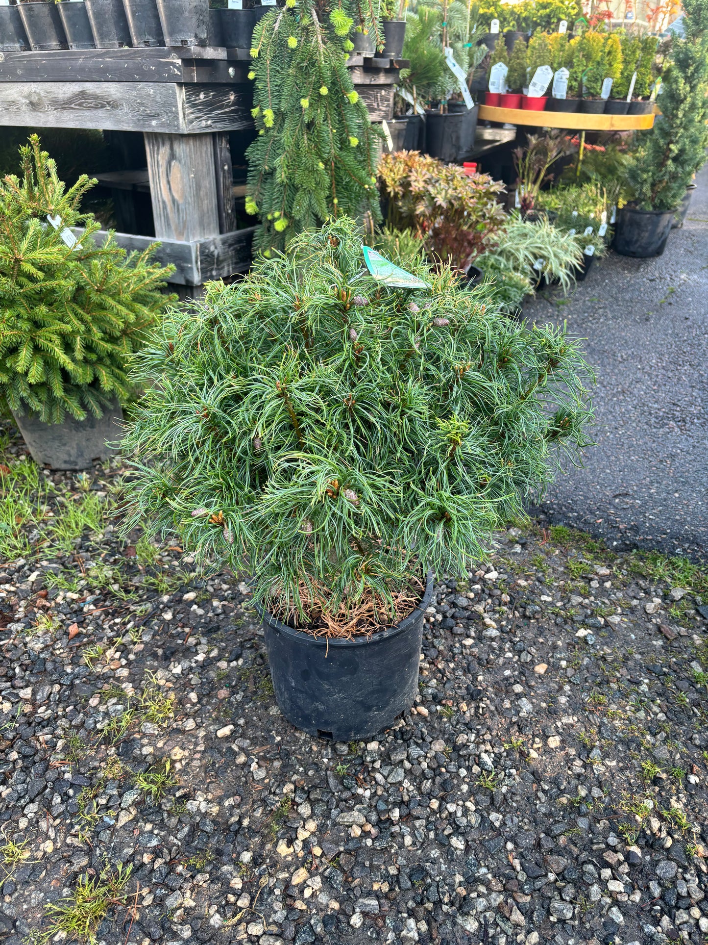 Pinus strobus ‘Mini Twists’