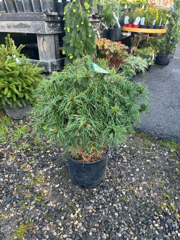 Pinus strobus ‘Mini Twists’
