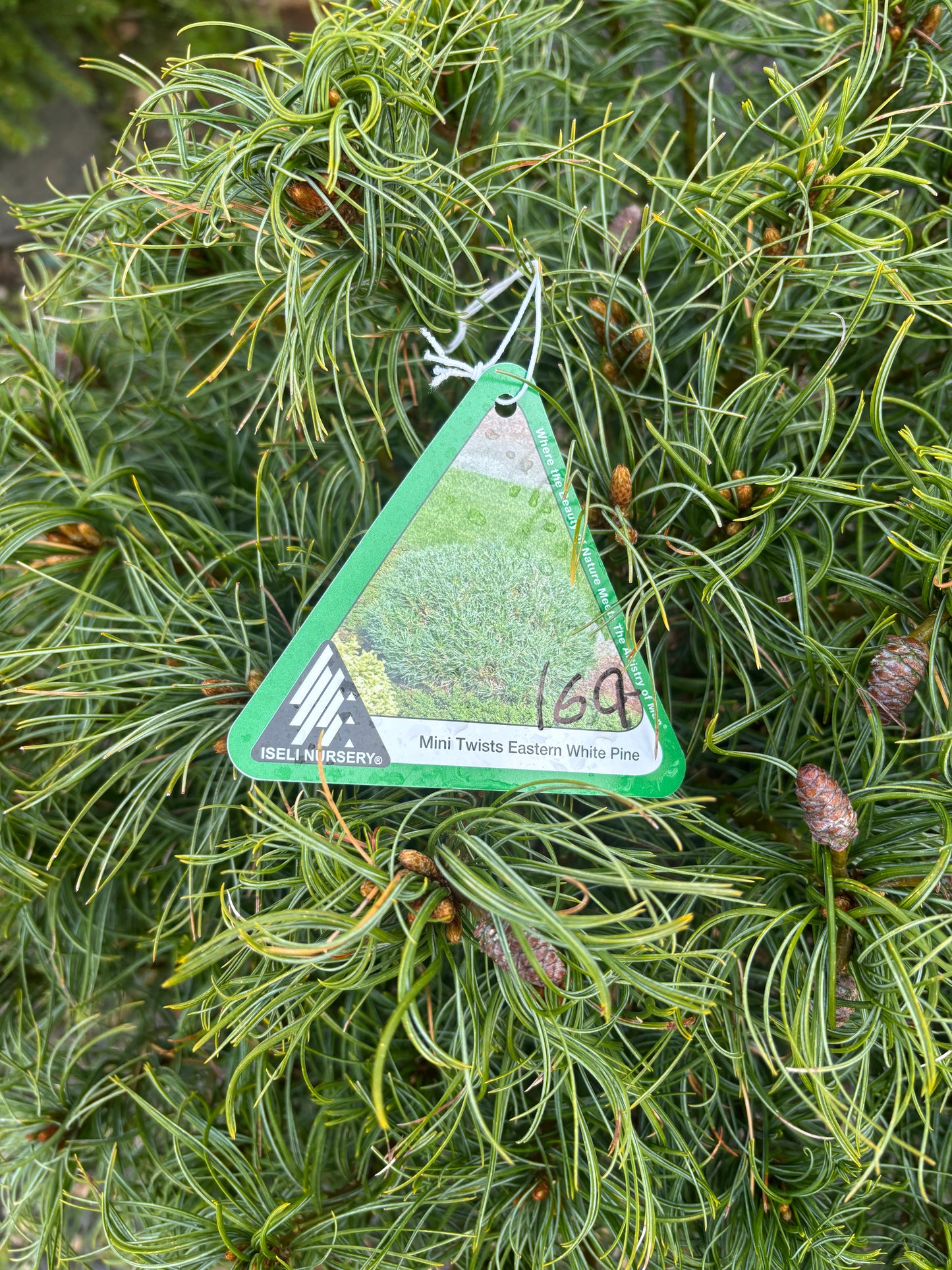 Pinus strobus ‘Mini Twists’