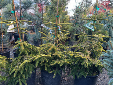 Picea orientalis ‘Skylands’