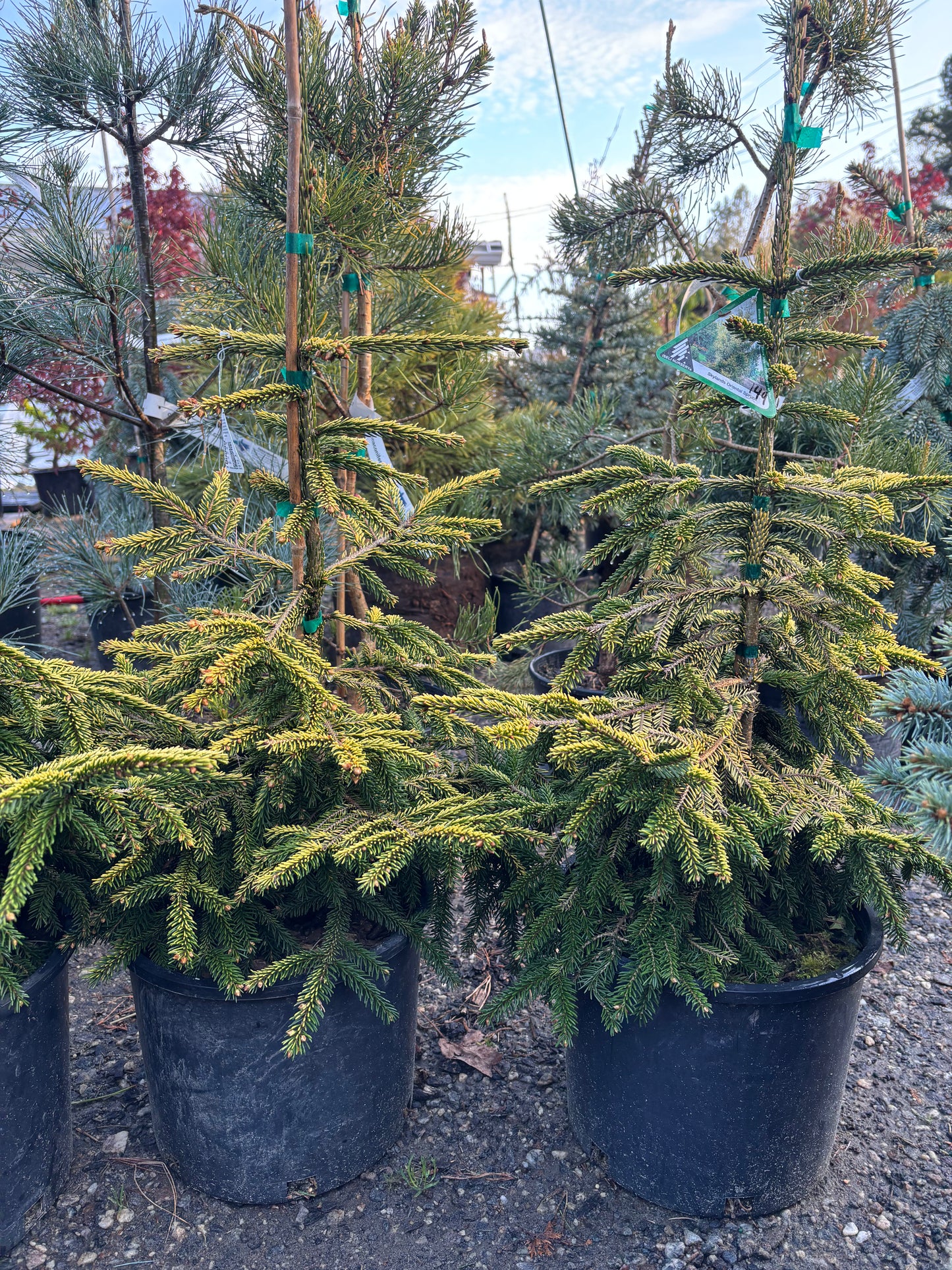 Picea orientalis ‘Skylands’