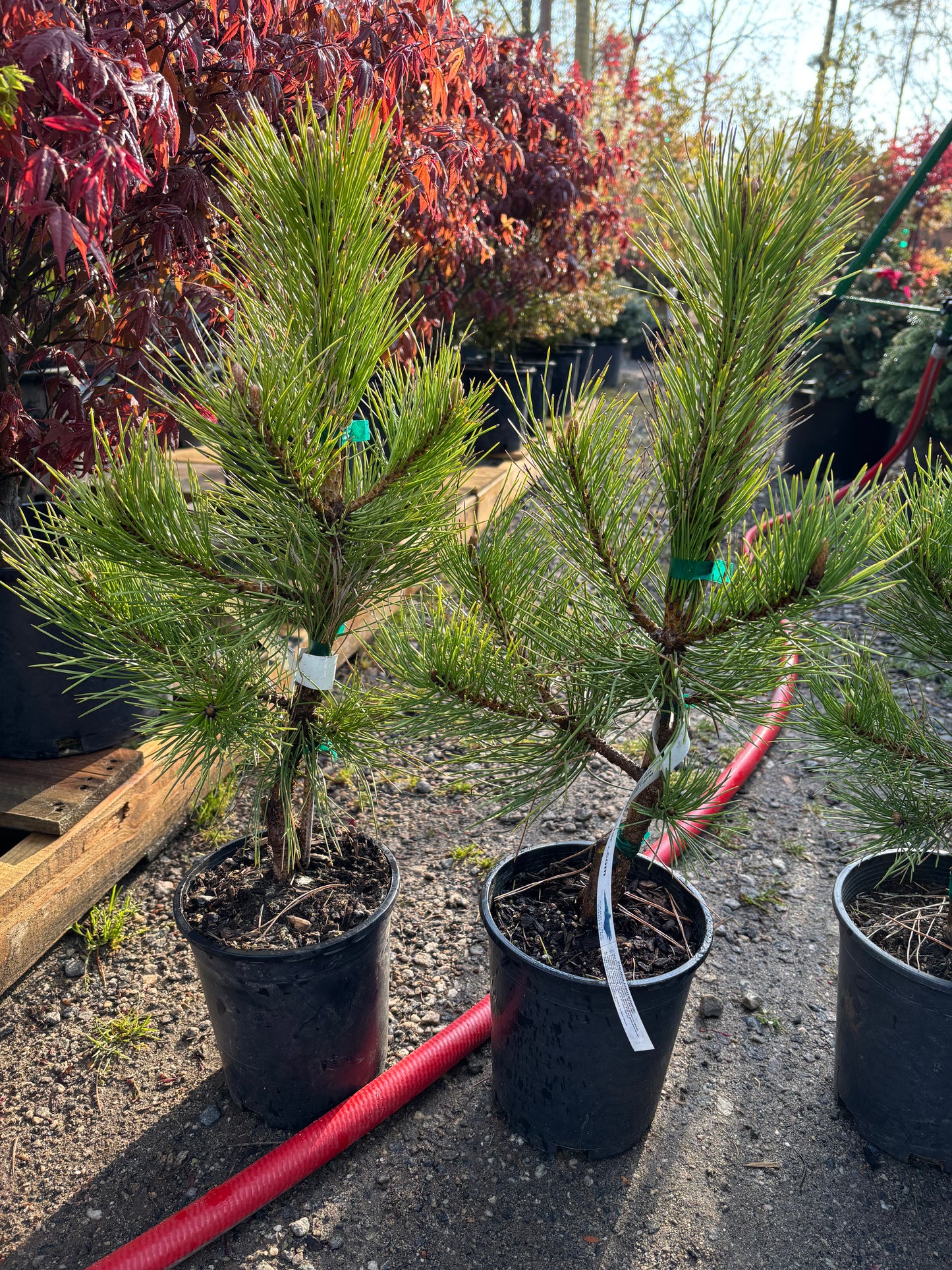 Pinus nigra 'Golden Torch' (Hupp Gold)