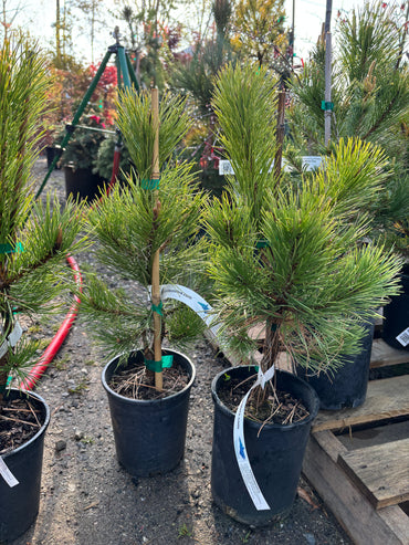 Pinus nigra 'Golden Torch' (Hupp Gold)