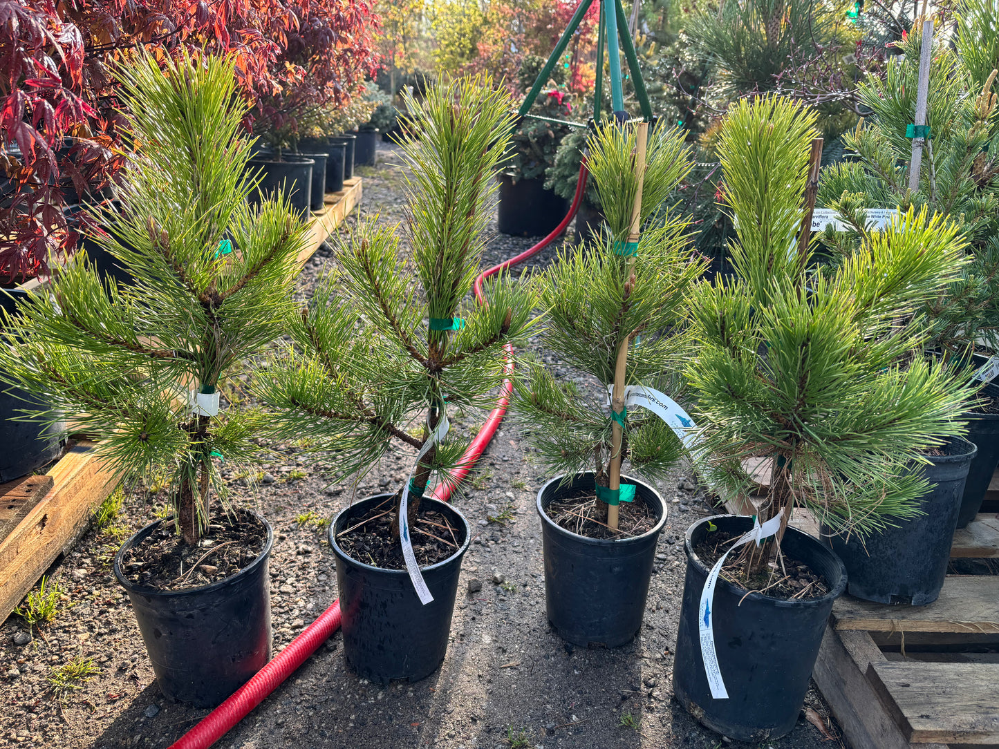 Pinus nigra 'Golden Torch' (Hupp Gold)