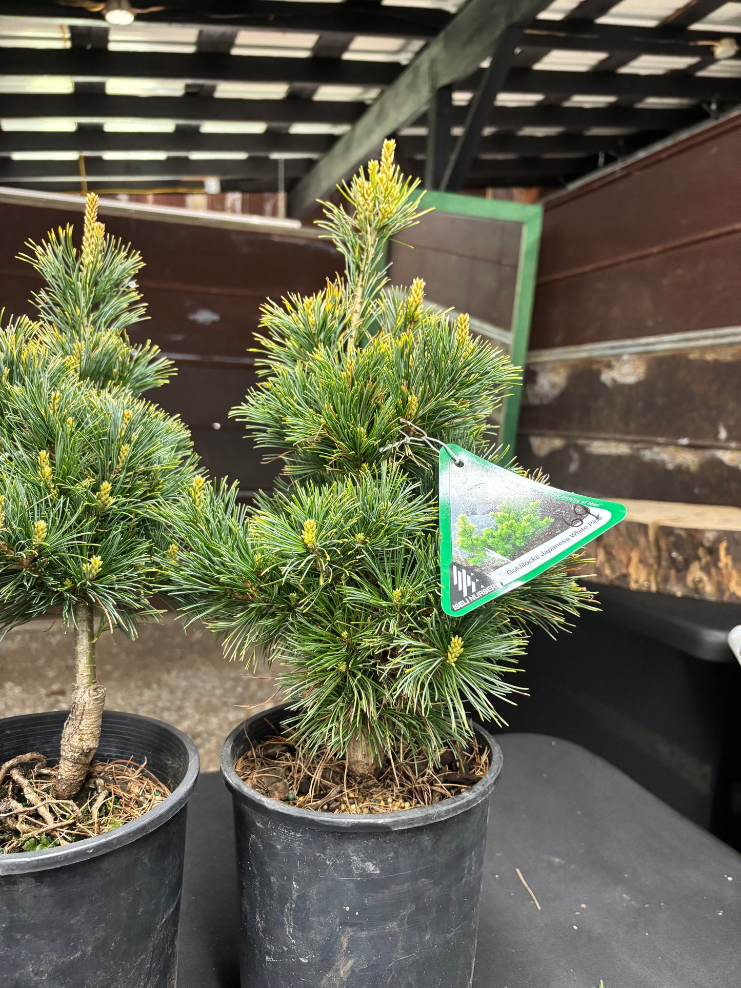 Pinus parviflora ‘Goldilocks’