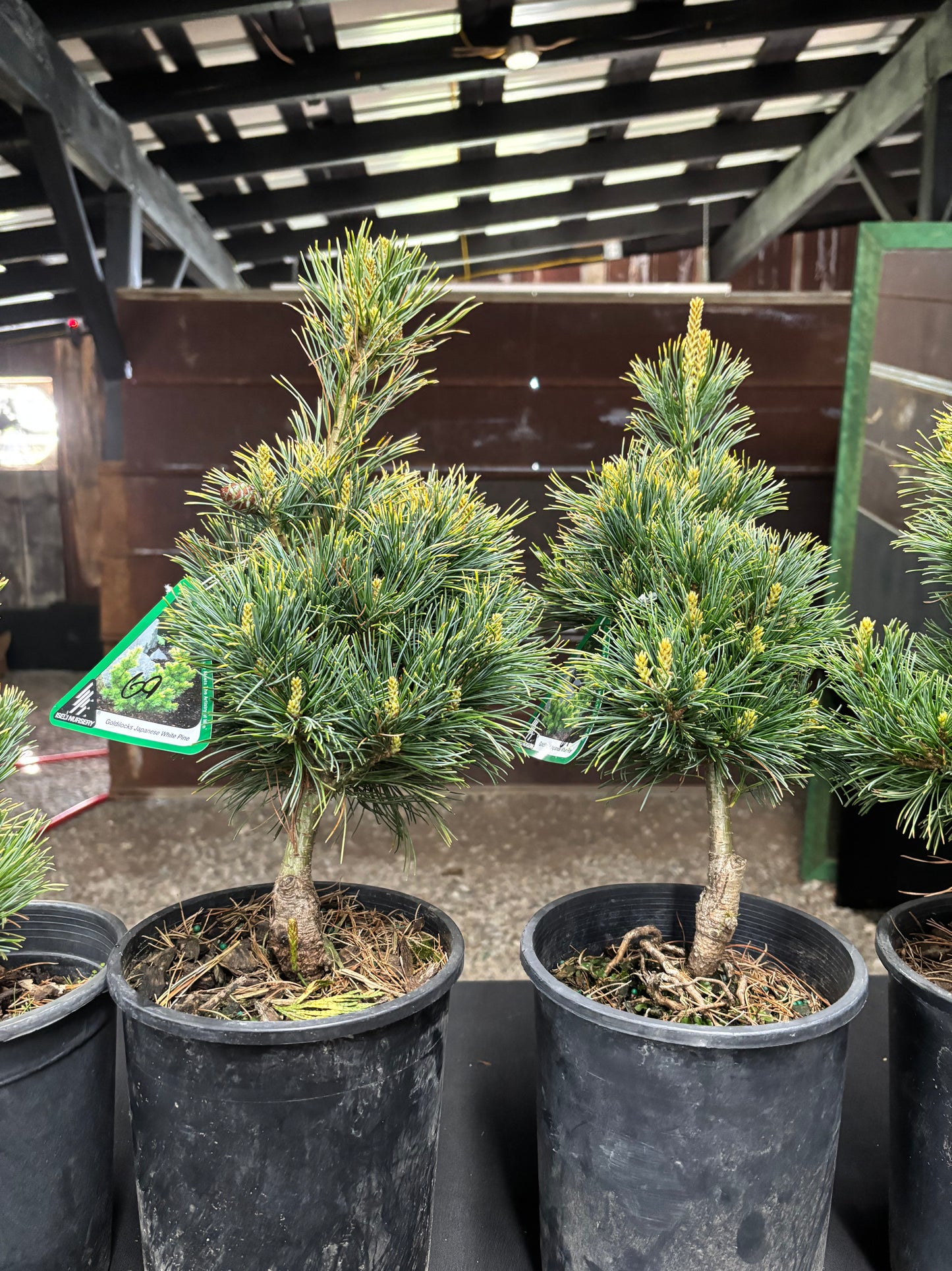 Pinus parviflora ‘Goldilocks’