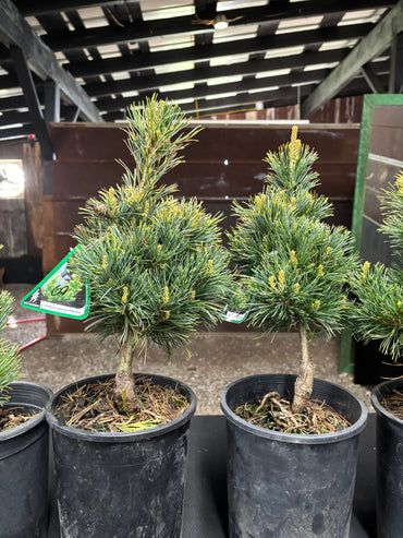 Pinus parviflora ‘Goldilocks’