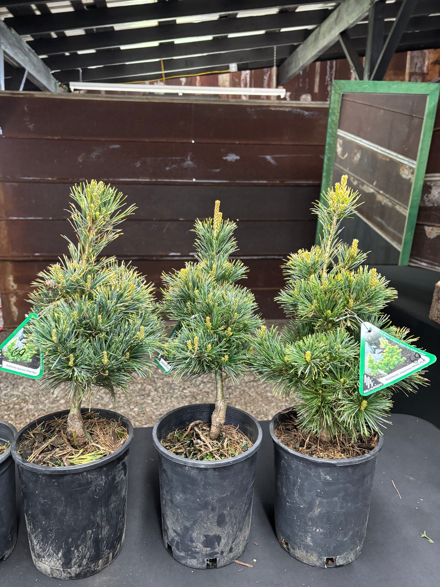 Pinus parviflora ‘Goldilocks’