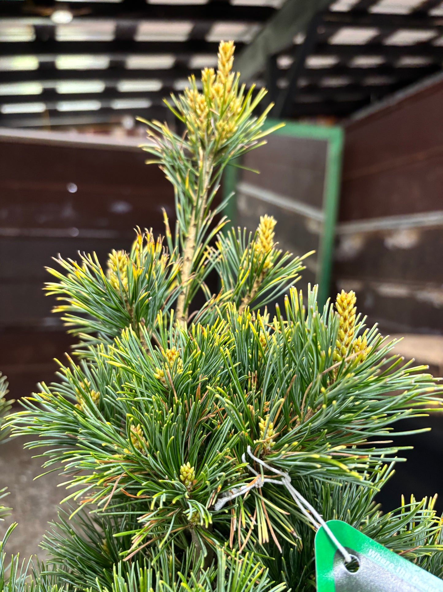 Pinus parviflora ‘Goldilocks’