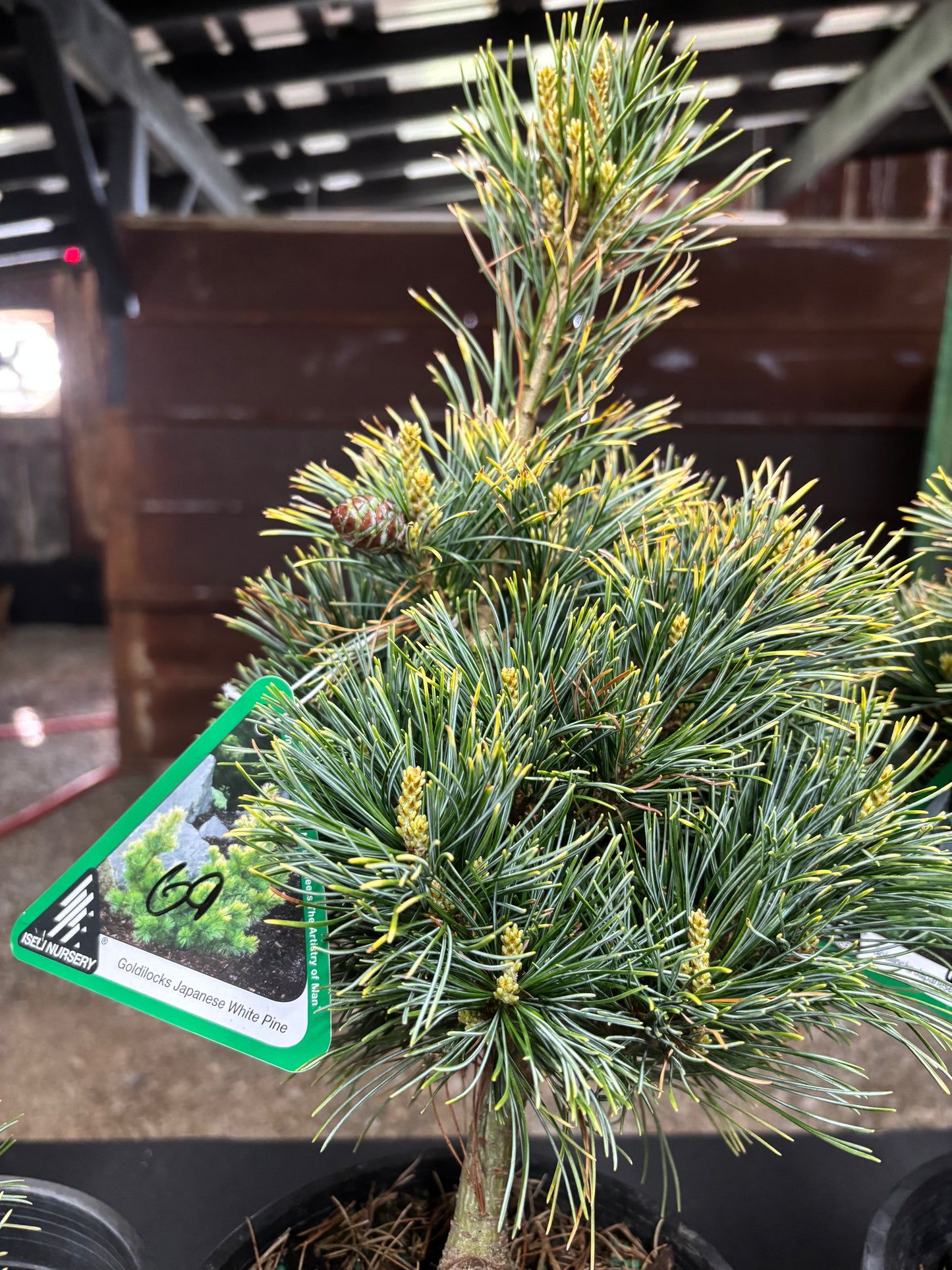 Pinus parviflora ‘Goldilocks’