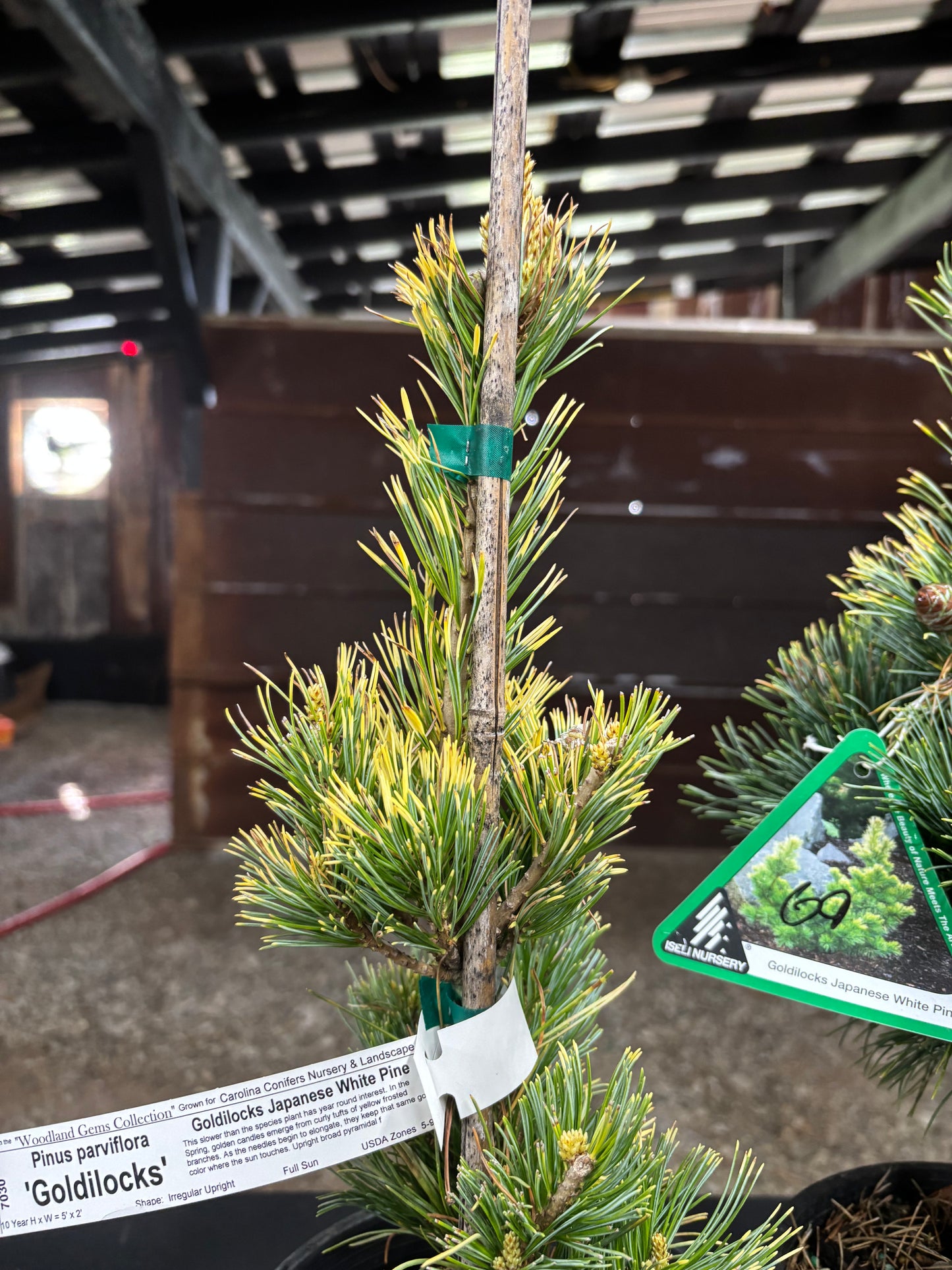 Pinus parviflora ‘Goldilocks’