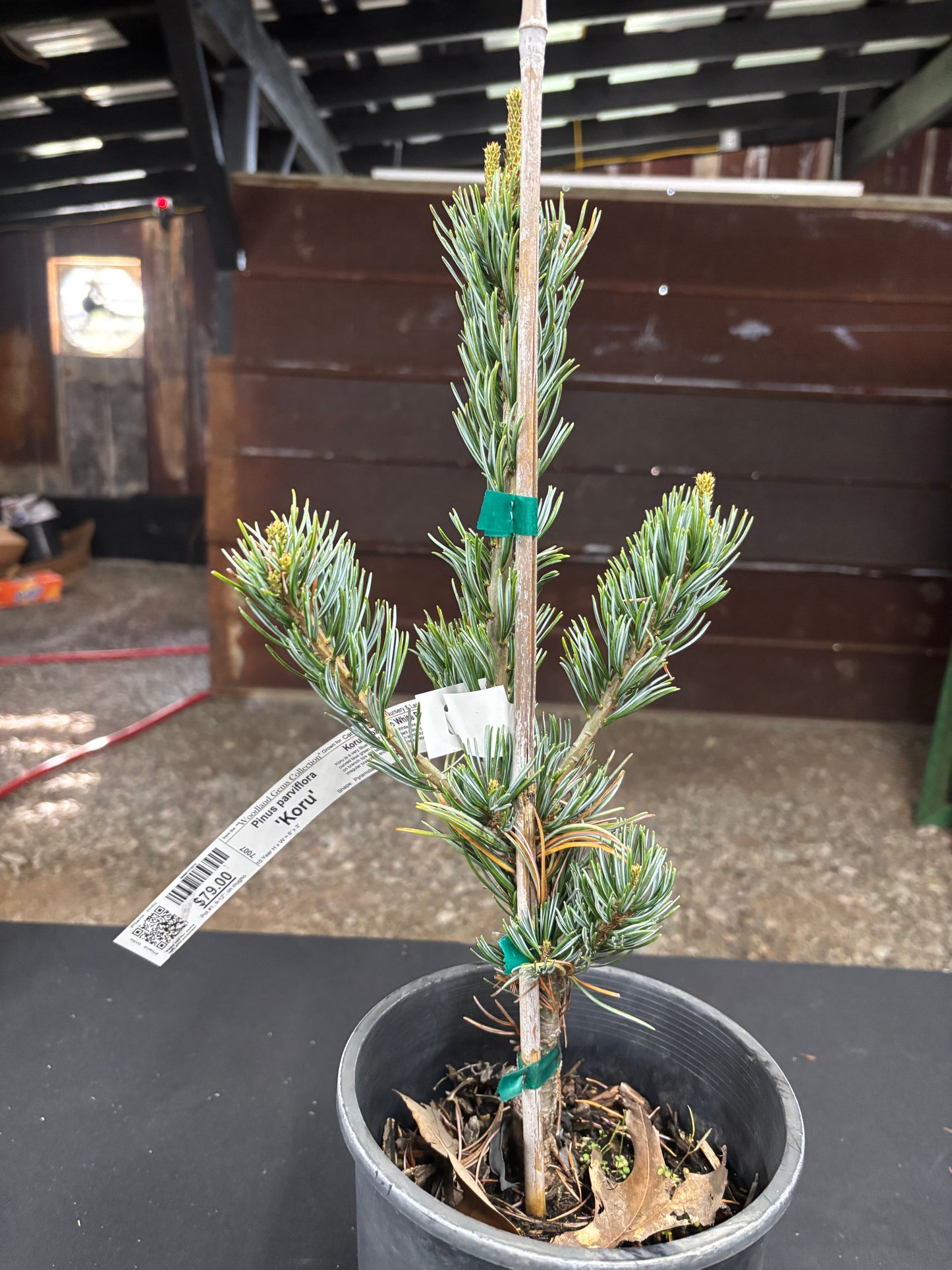 Pinus parviflora ‘Koru’