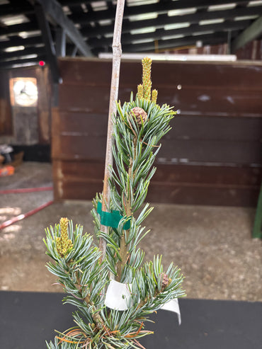 Pinus parviflora ‘Koru’