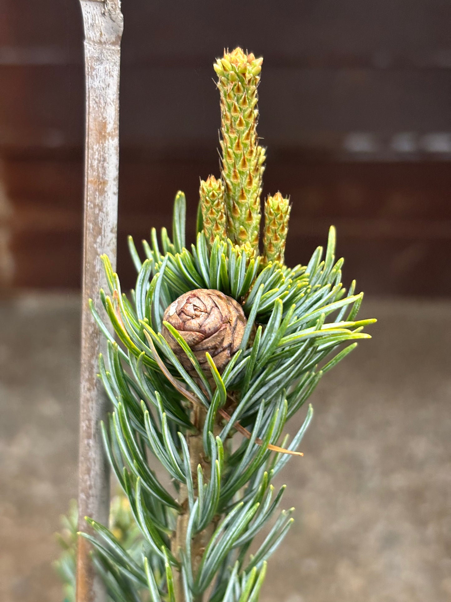 Pinus parviflora ‘Koru’