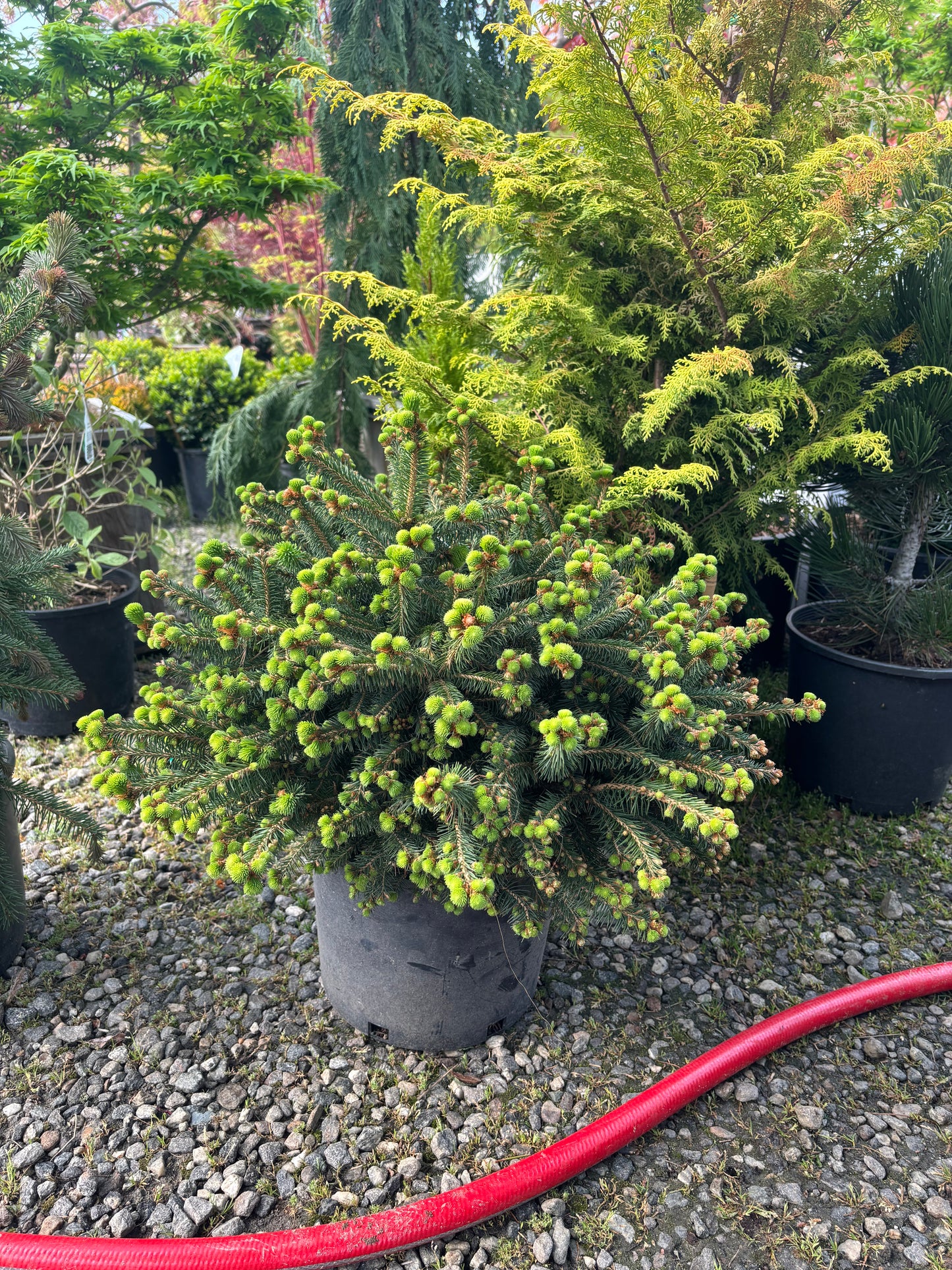 Picea abies ‘Fat cat’