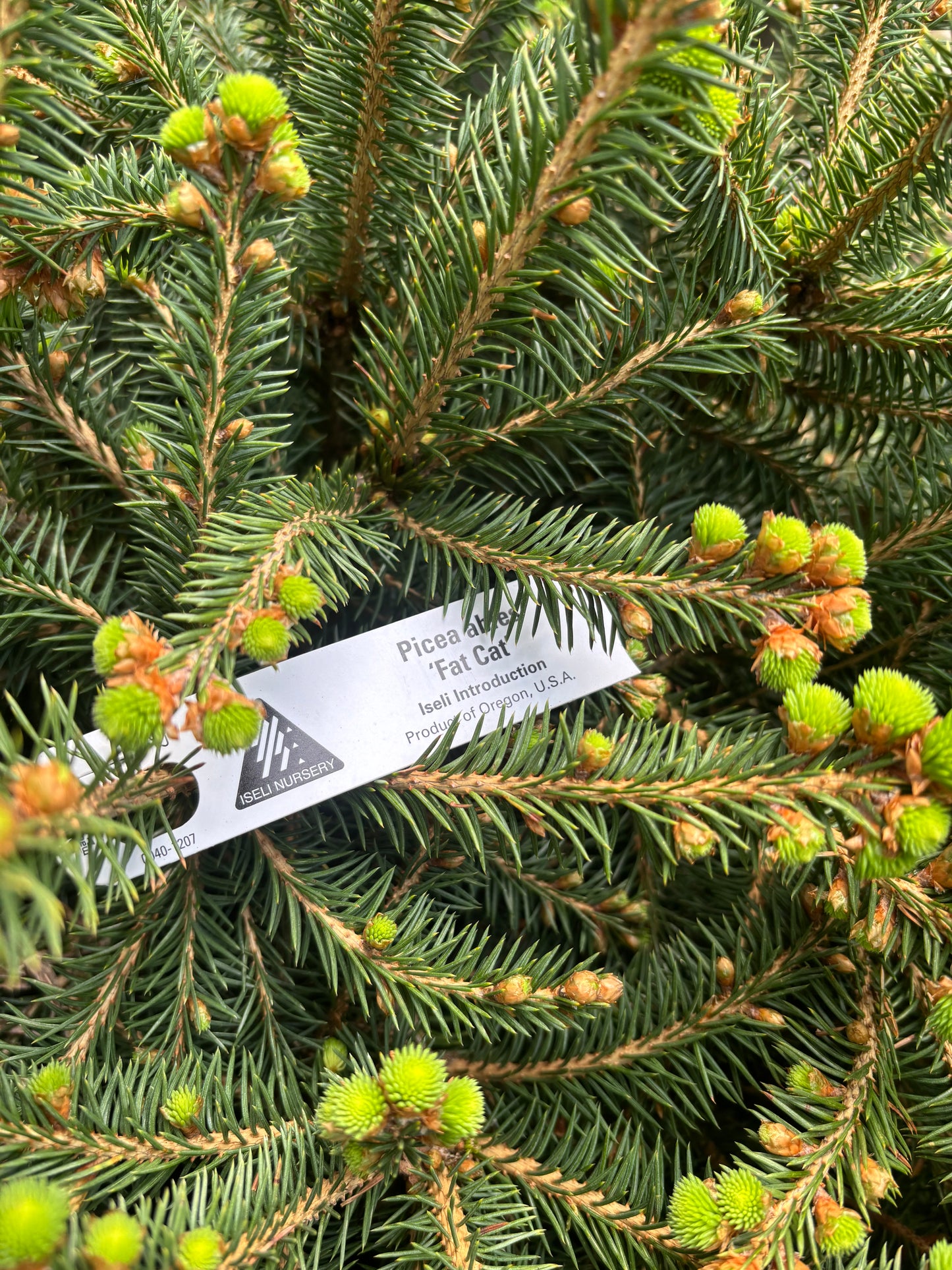 Picea abies ‘Fat cat’