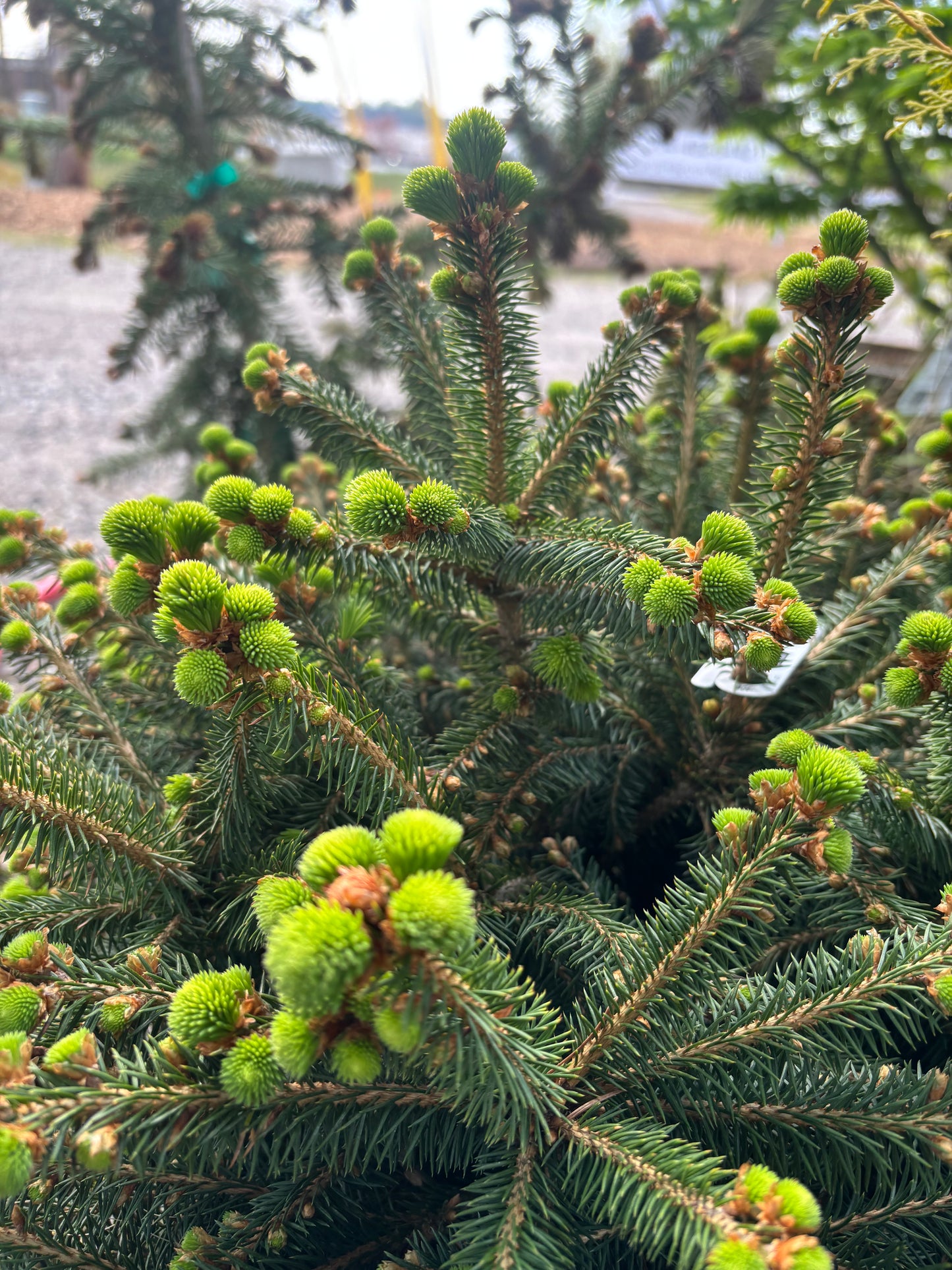 Picea abies ‘Fat cat’