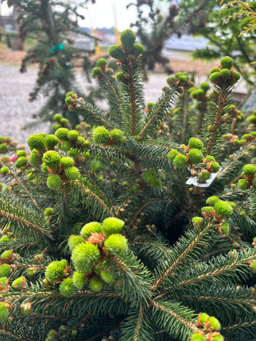 Picea abies ‘Fat cat’
