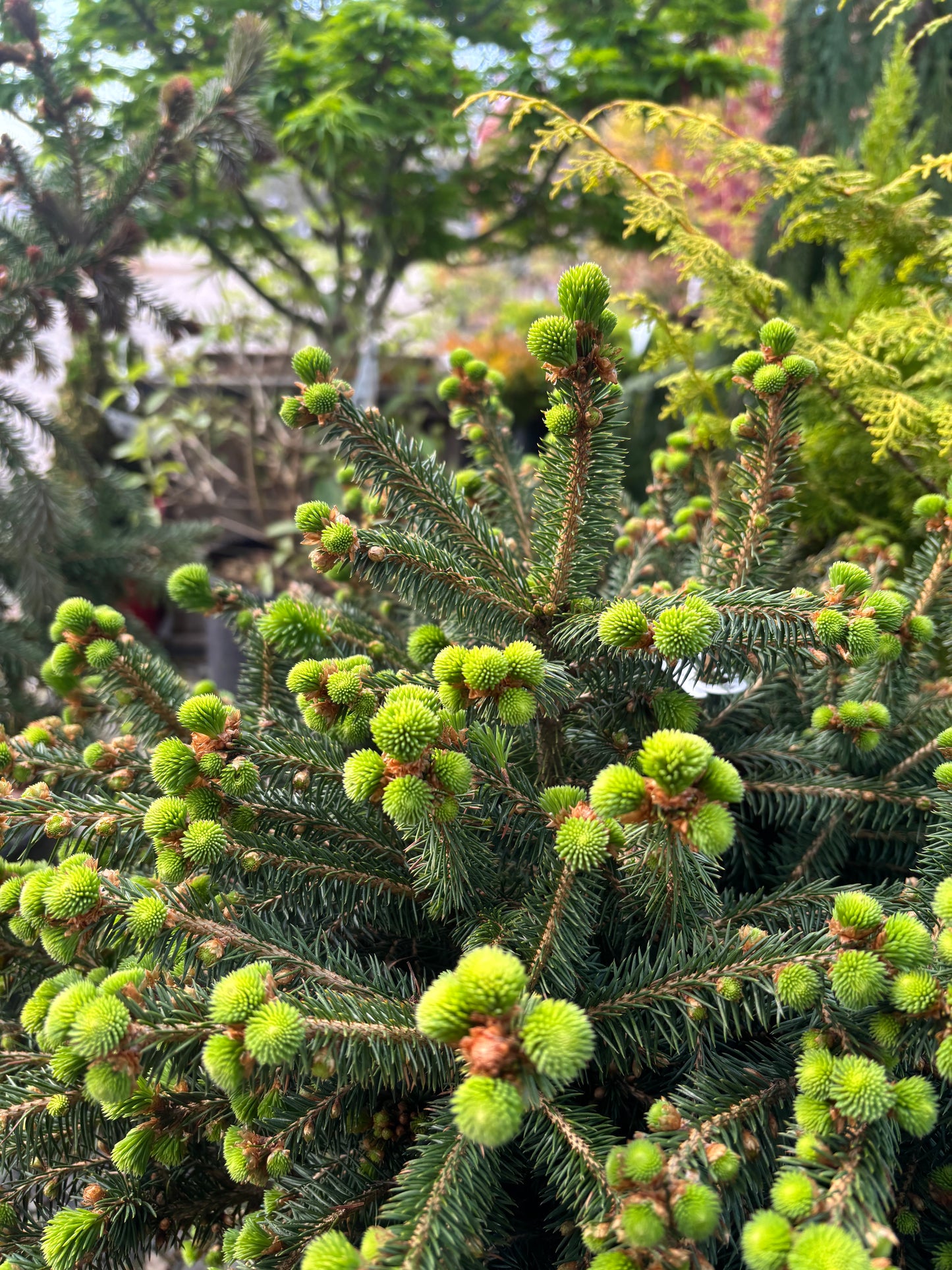 Picea abies ‘Fat cat’