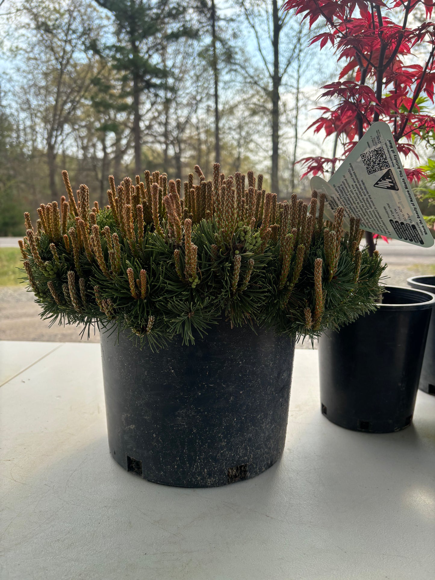 Pinus mugo Pesto®