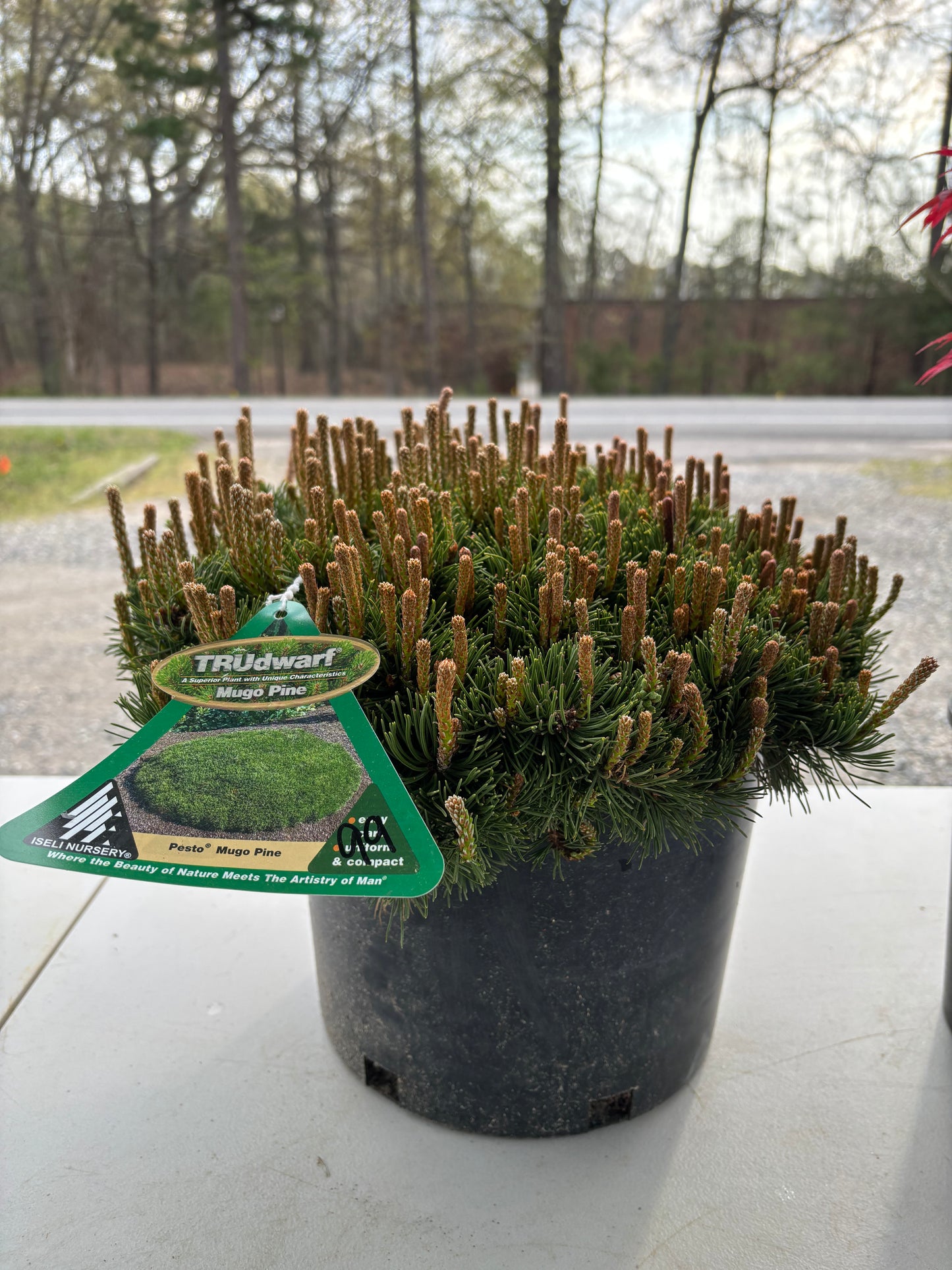 Pinus mugo Pesto®