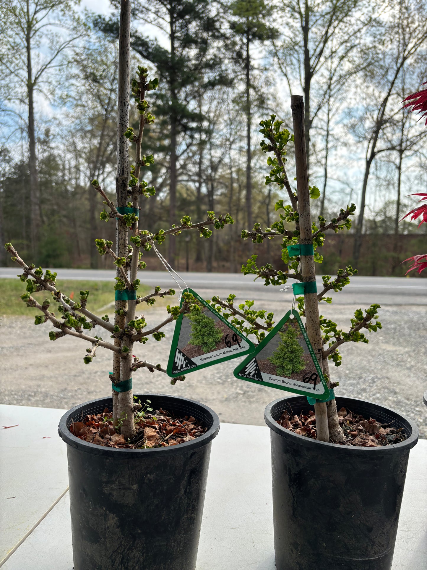 Gingko biloba ‘Everton Broom’