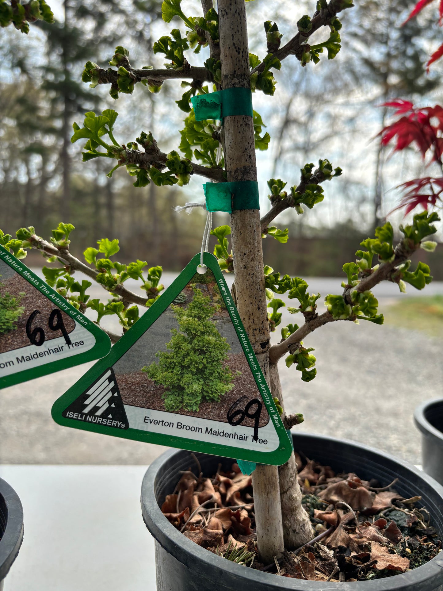 Gingko biloba ‘Everton Broom’