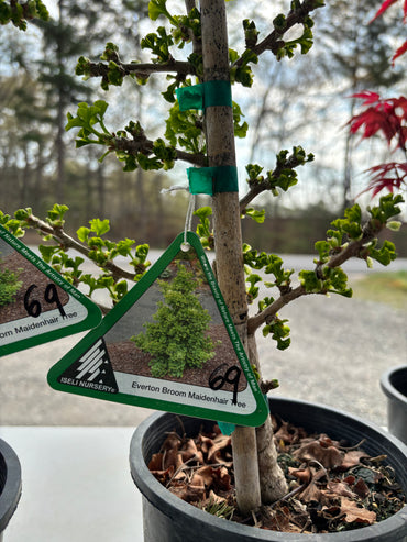 Gingko biloba ‘Everton Broom’