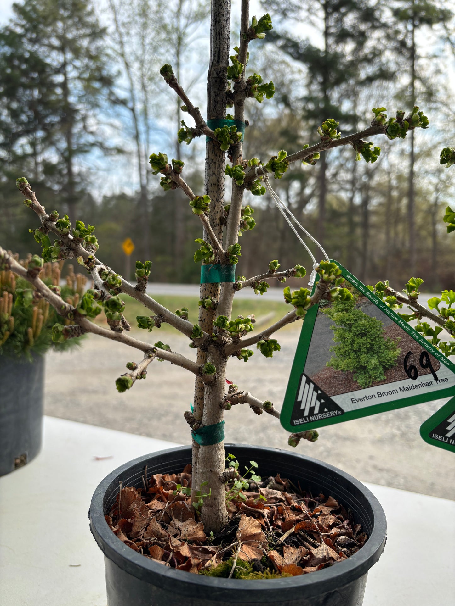 Gingko biloba ‘Everton Broom’
