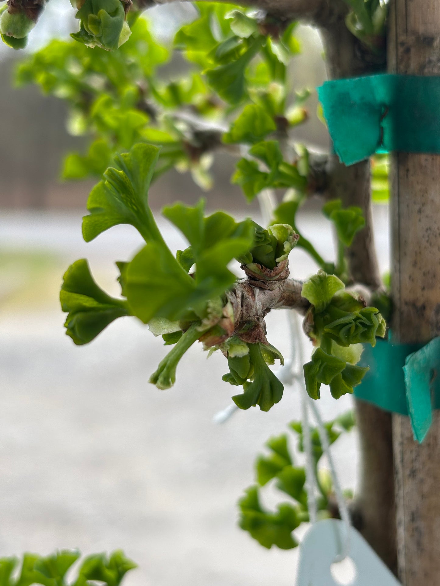 Gingko biloba ‘Everton Broom’