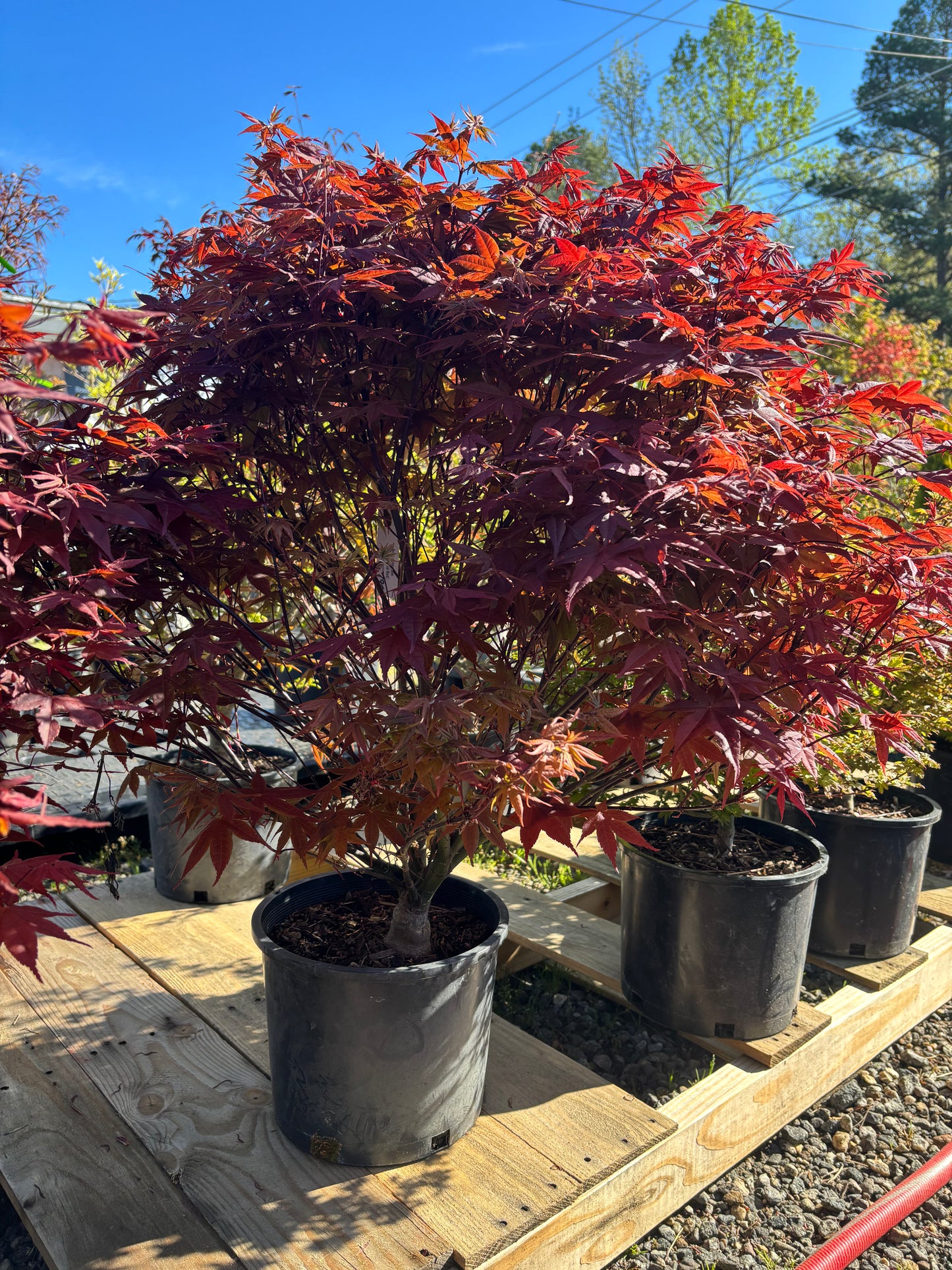 Acer palmatum 'Rhode Island Red'