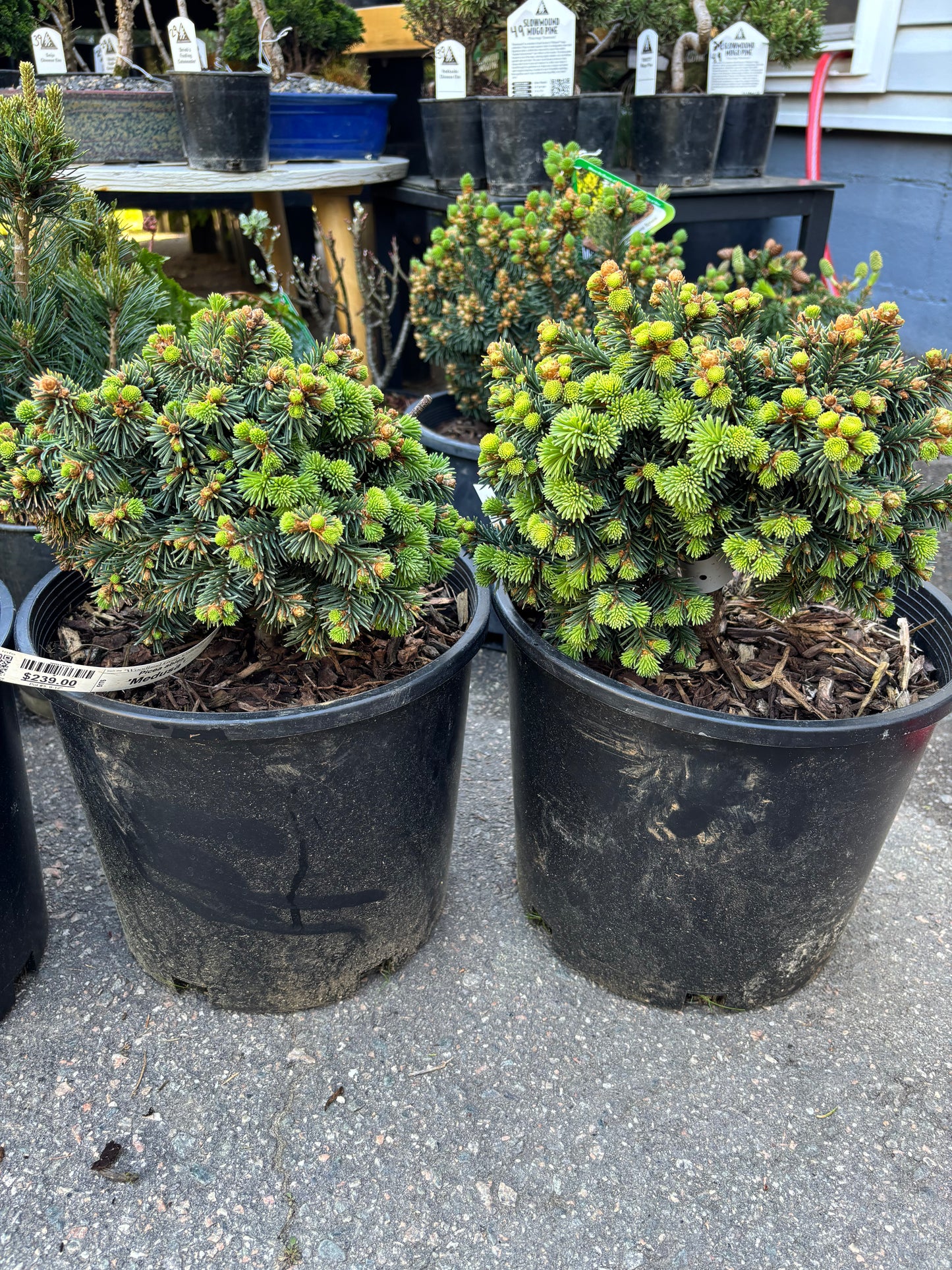 Picea abies 'Medusa'