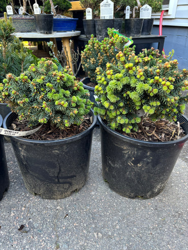 Picea abies 'Medusa'