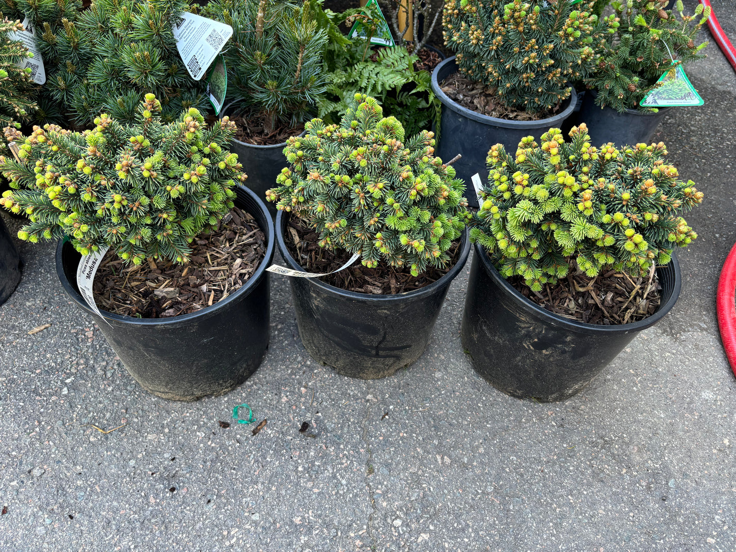 Picea abies 'Medusa'