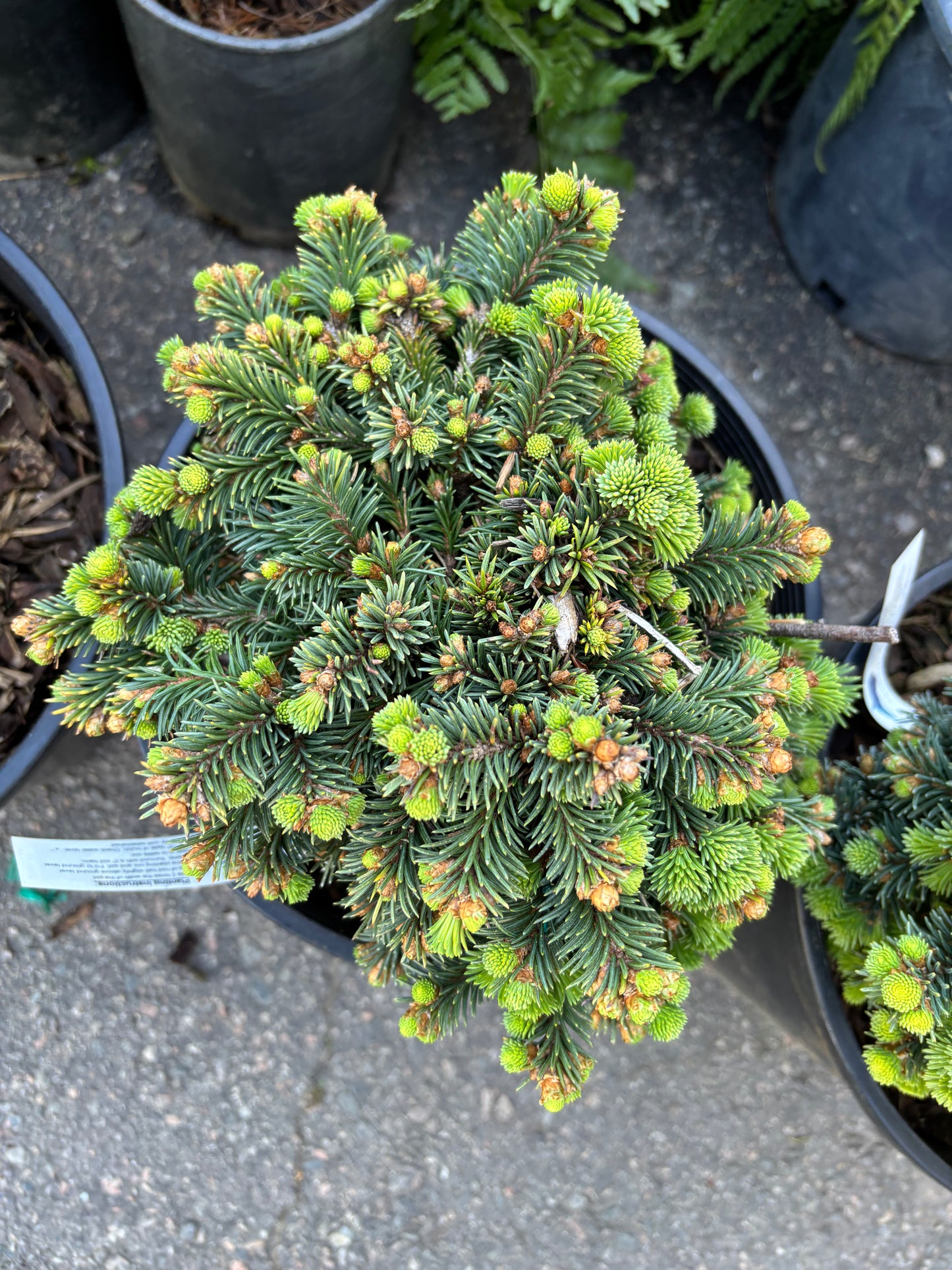 Picea abies 'Medusa'