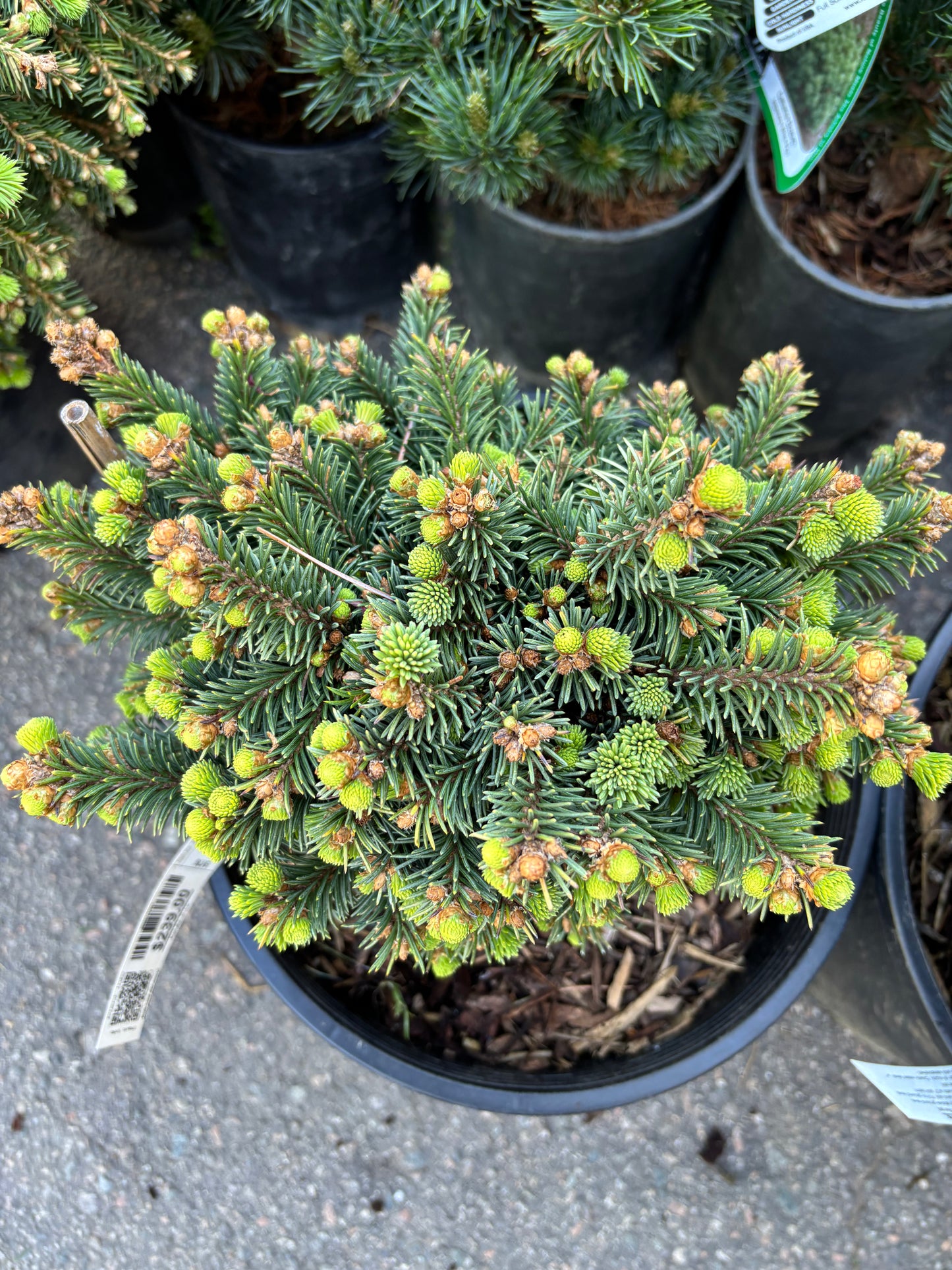 Picea abies 'Medusa'