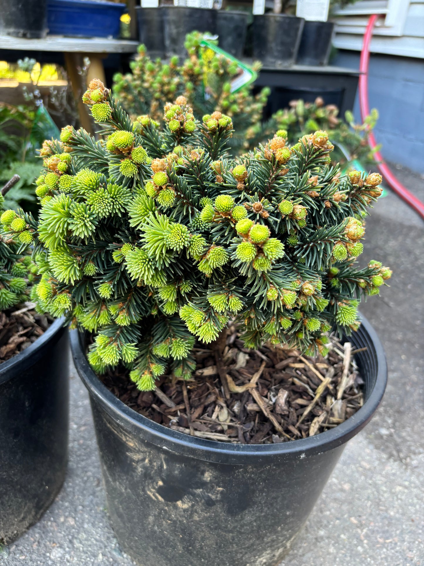 Picea abies 'Medusa'