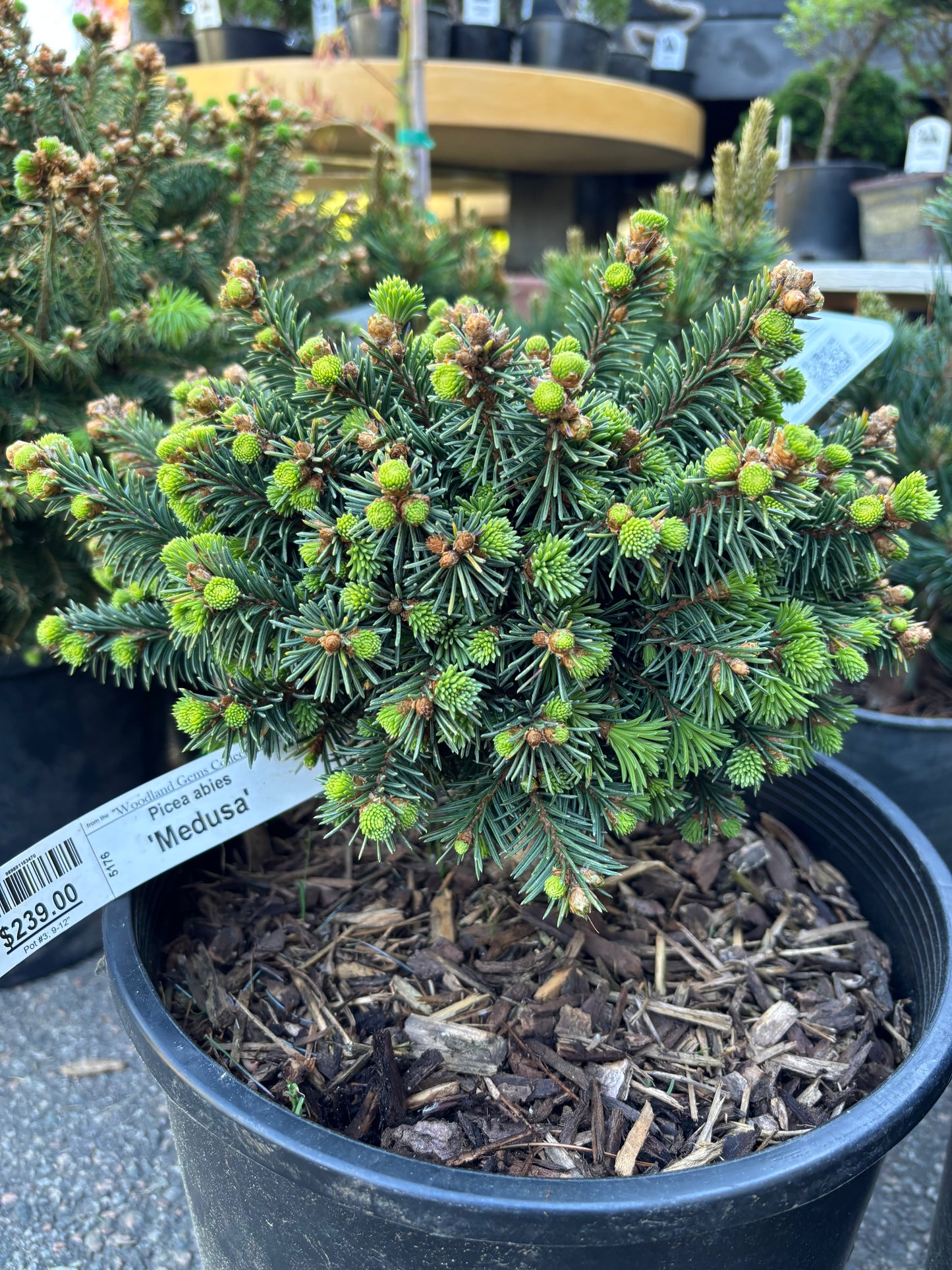 Picea abies 'Medusa'