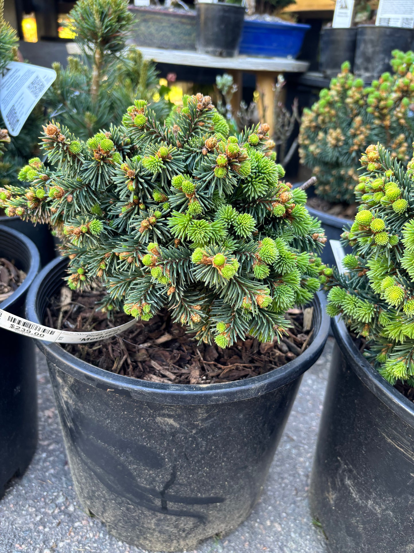 Picea abies 'Medusa'