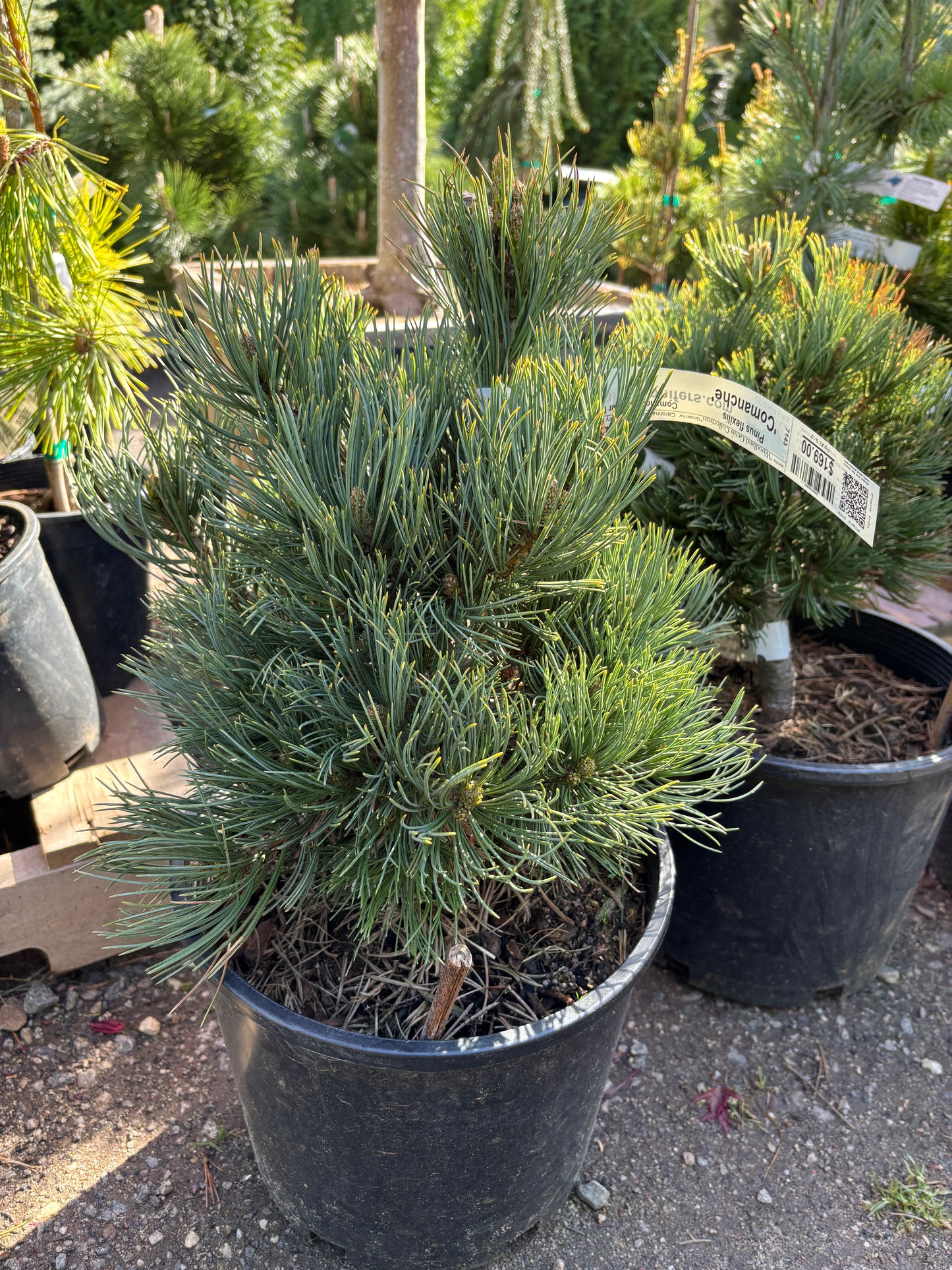 Pinus flexilis 'Comanche'