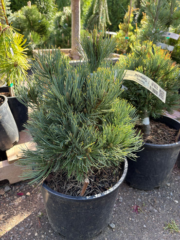 Pinus flexilis 'Comanche'