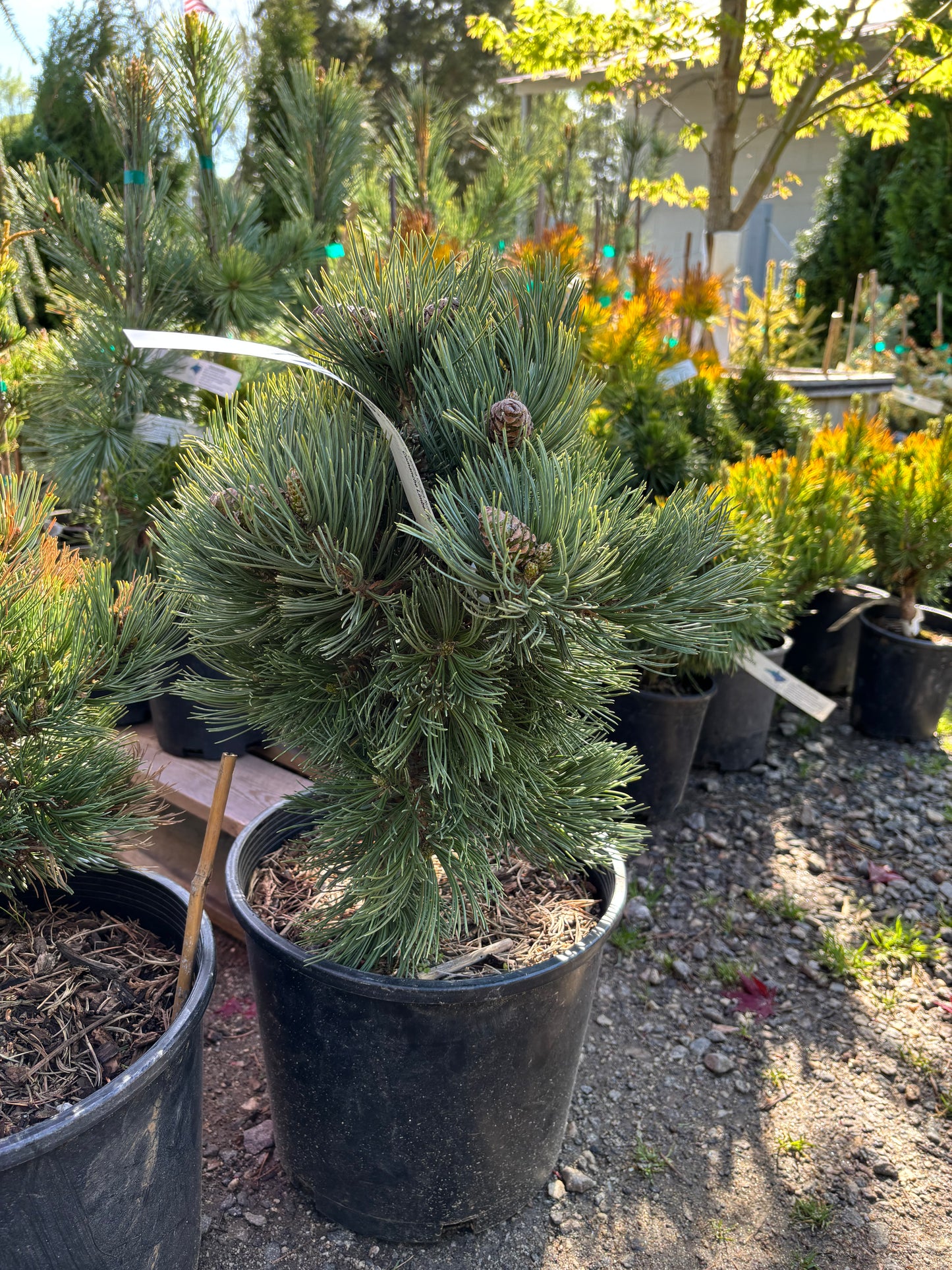 Pinus flexilis 'Comanche'