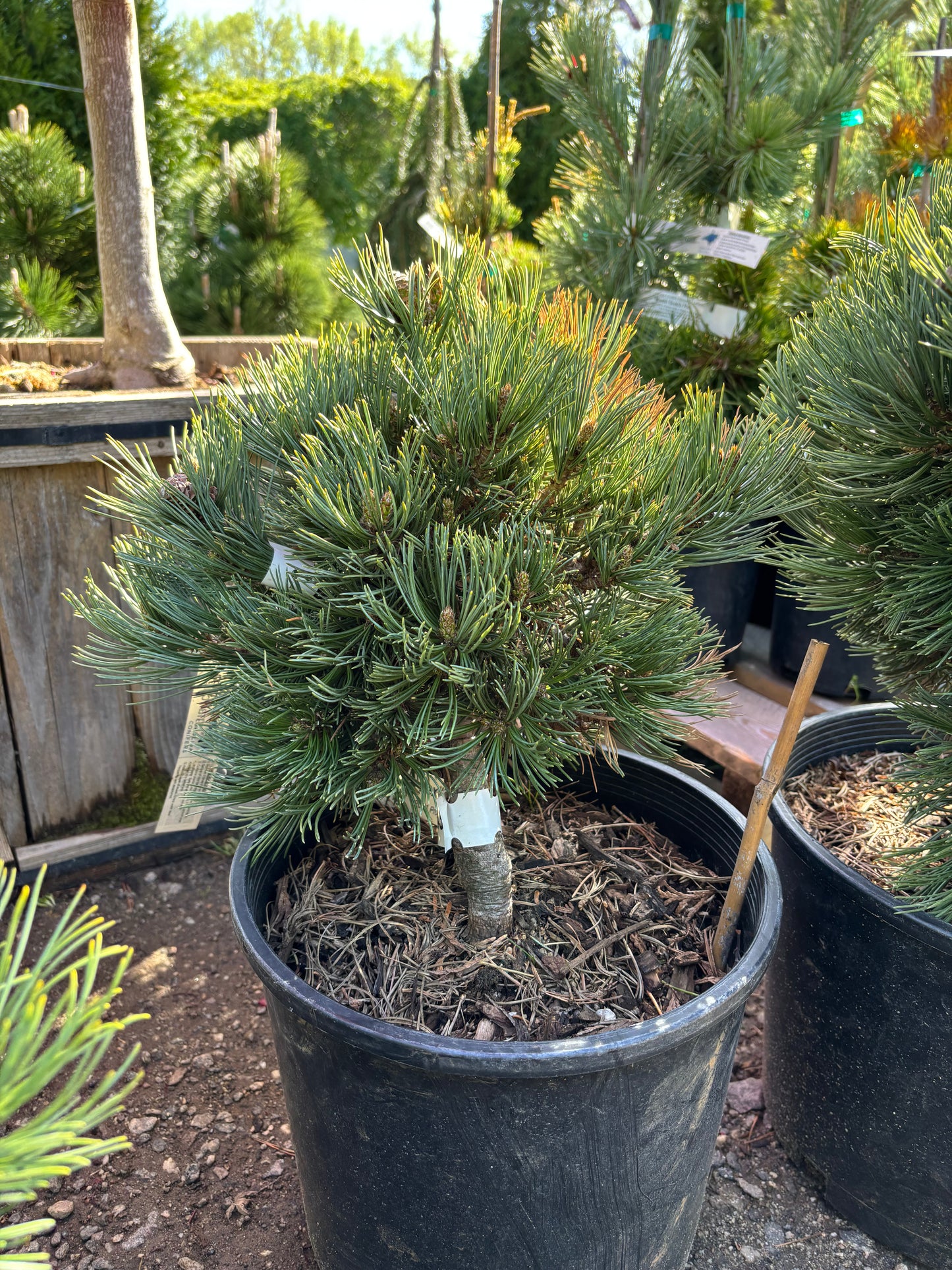 Pinus flexilis 'Comanche'