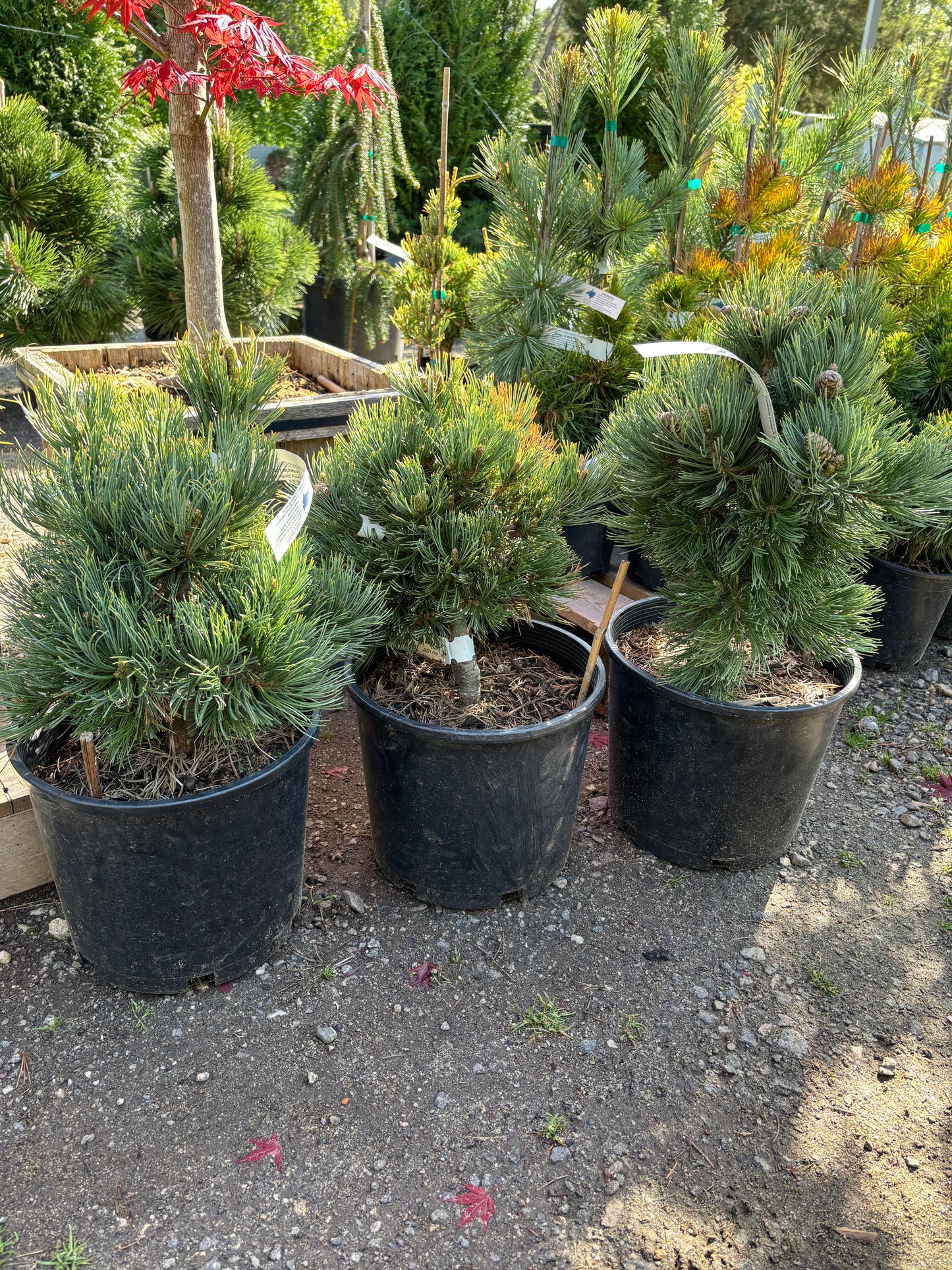 Pinus flexilis 'Comanche'