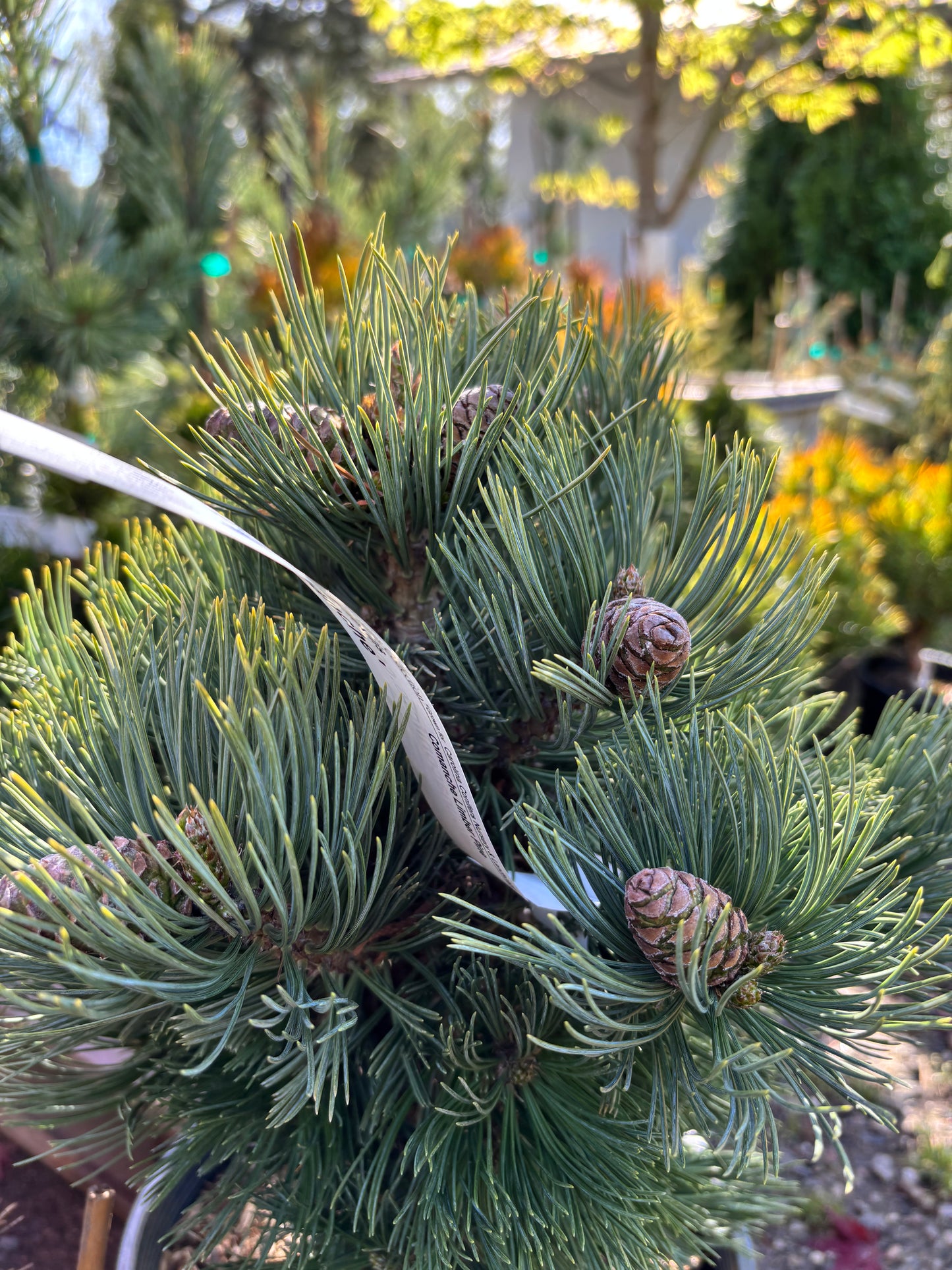 Pinus flexilis 'Comanche'