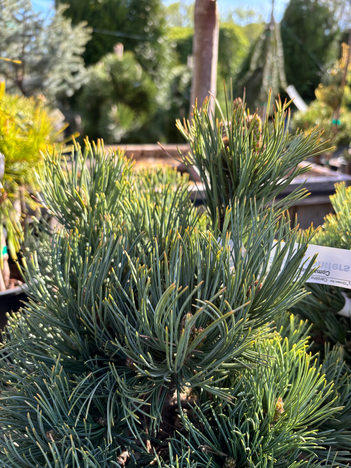 Pinus flexilis 'Comanche'