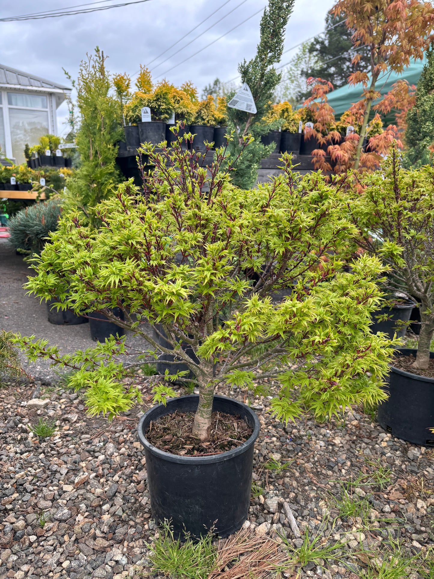 Acer palmatum ‘Sharp’s Pygmy’